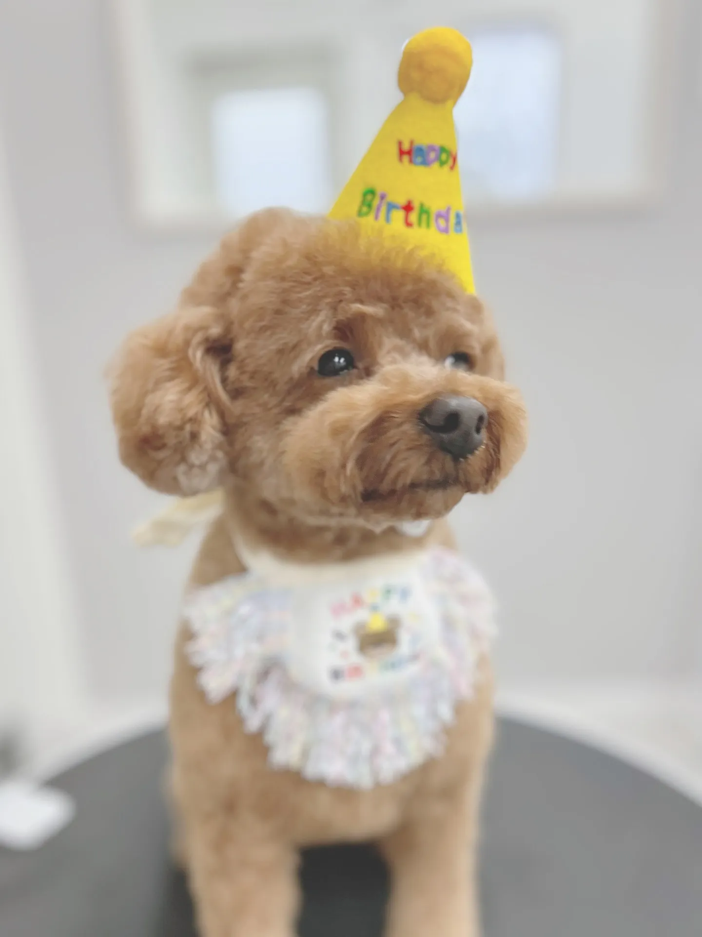 ୨୧ ∴トリミングサロン∴ ୨୧