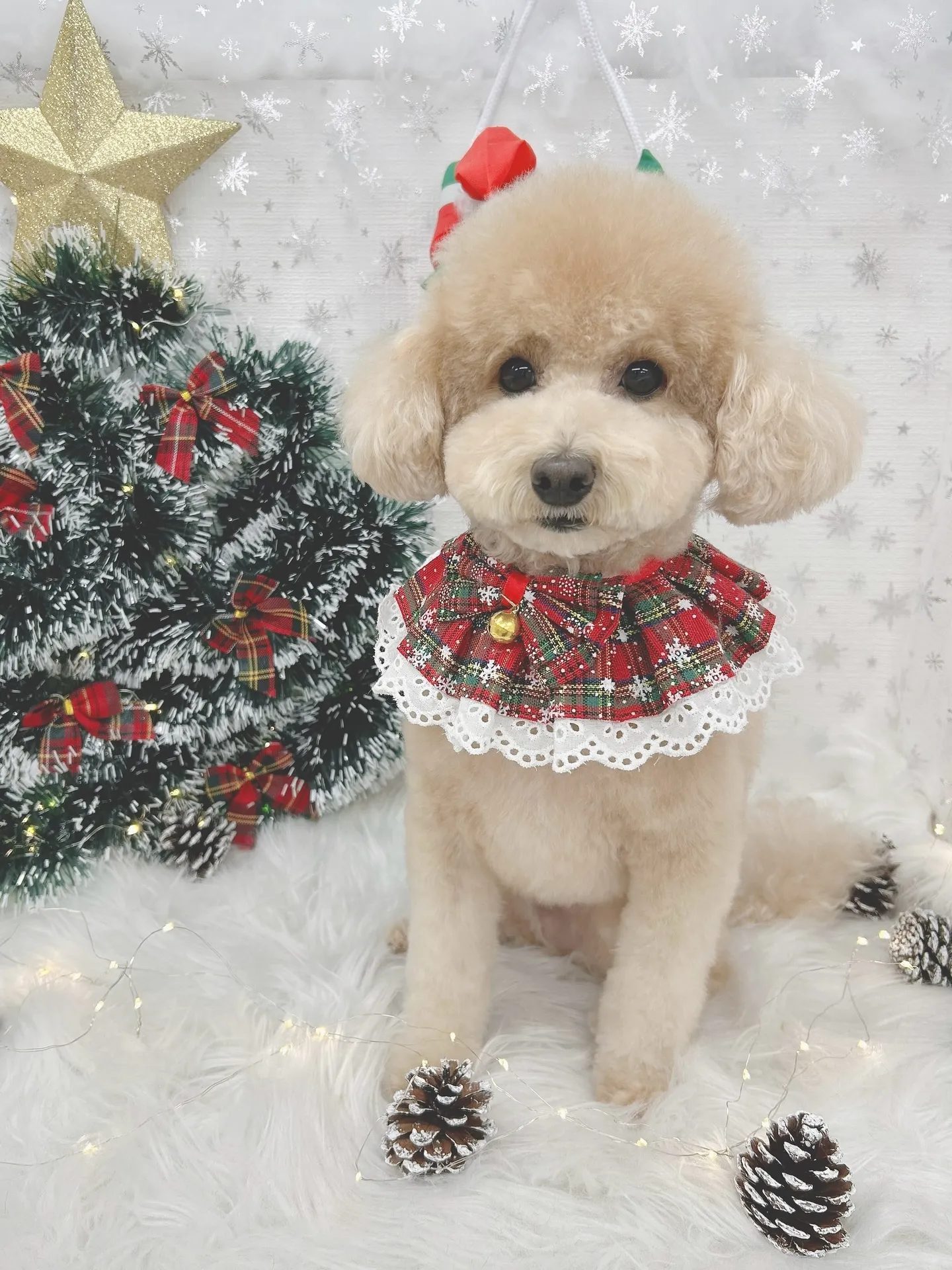 ୨୧ ∴トリミングサロン∴ ୨୧