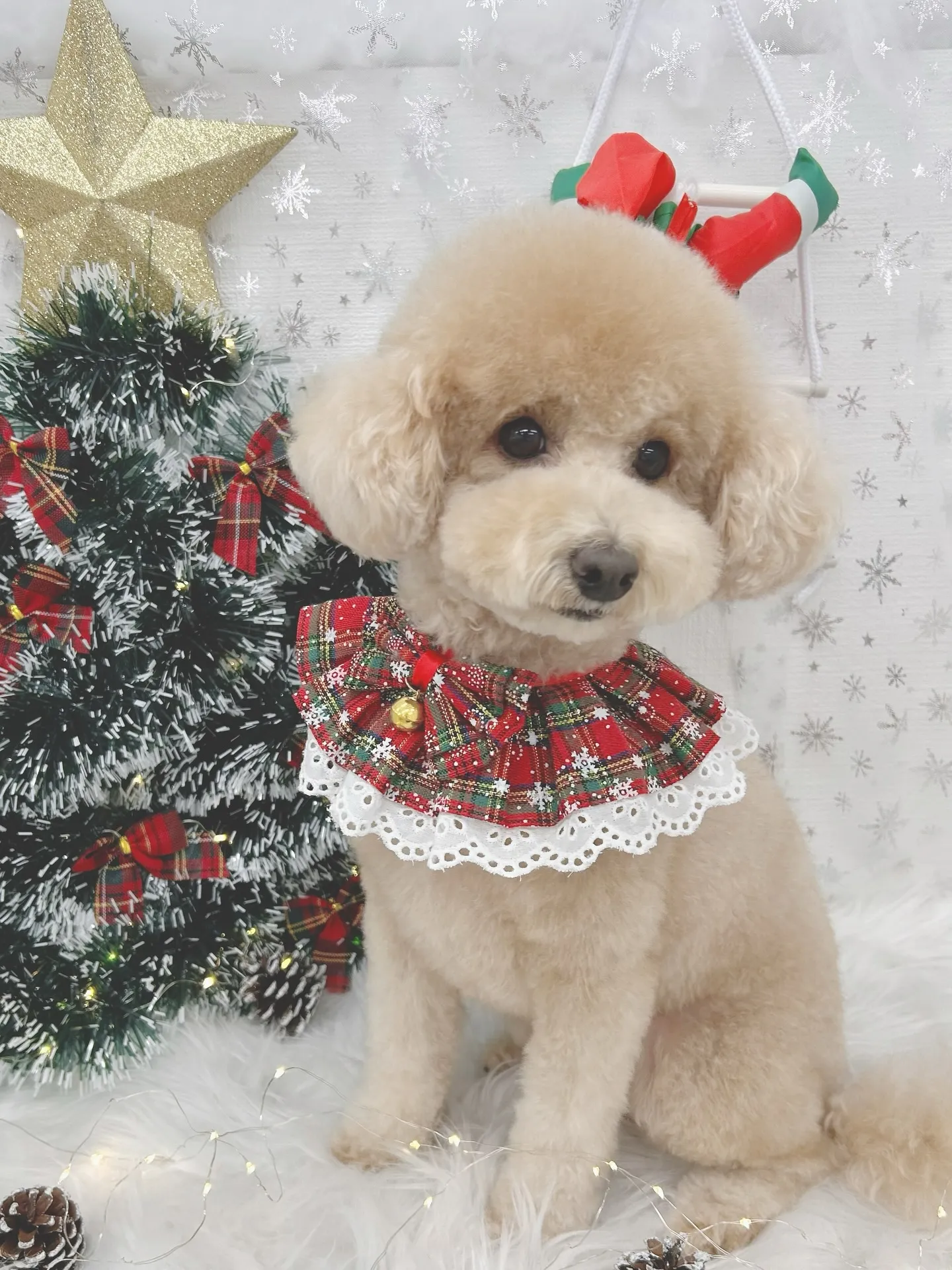 ୨୧ ∴トリミングサロン∴ ୨୧