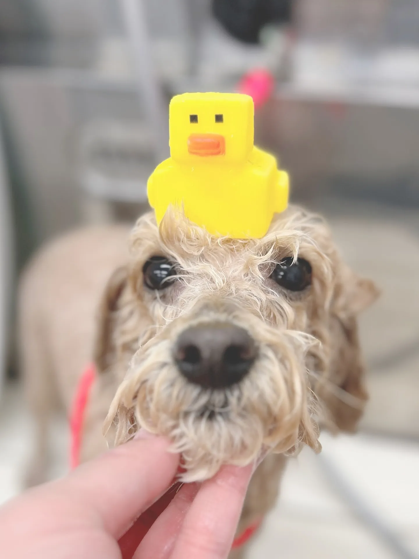 ୨୧ ∴トリミングサロン∴ ୨୧