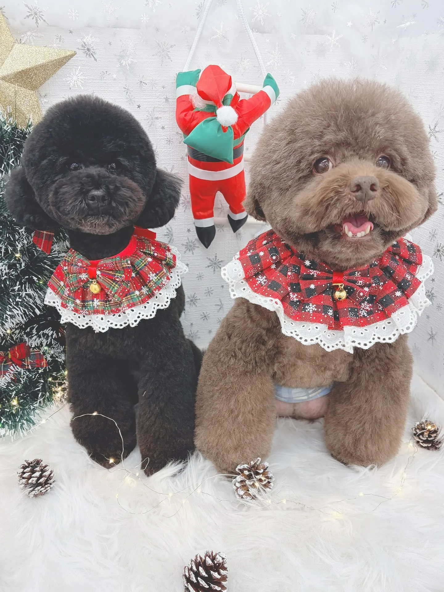 ୨୧ ∴トリミングサロン∴ ୨୧