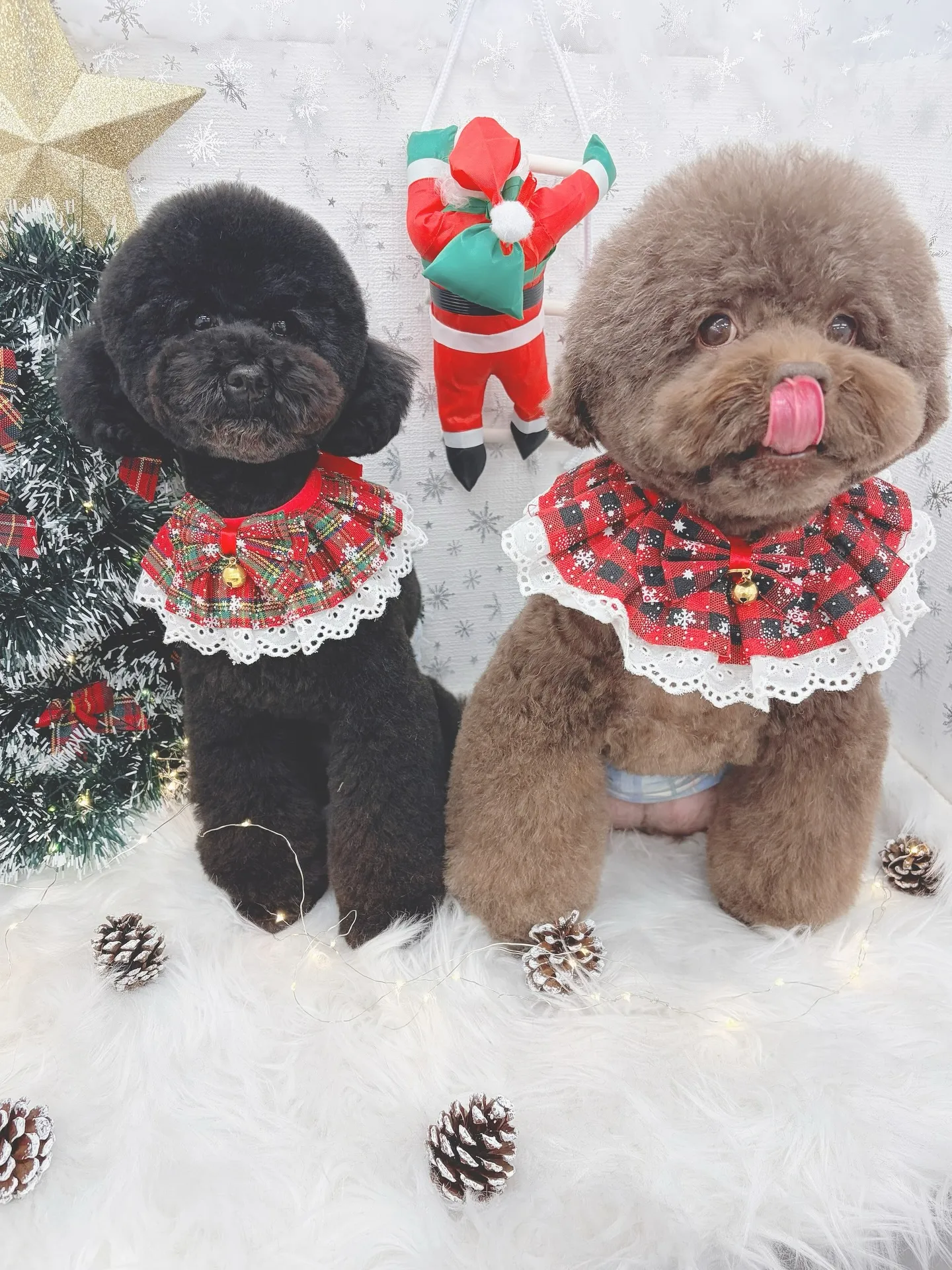 ୨୧ ∴トリミングサロン∴ ୨୧