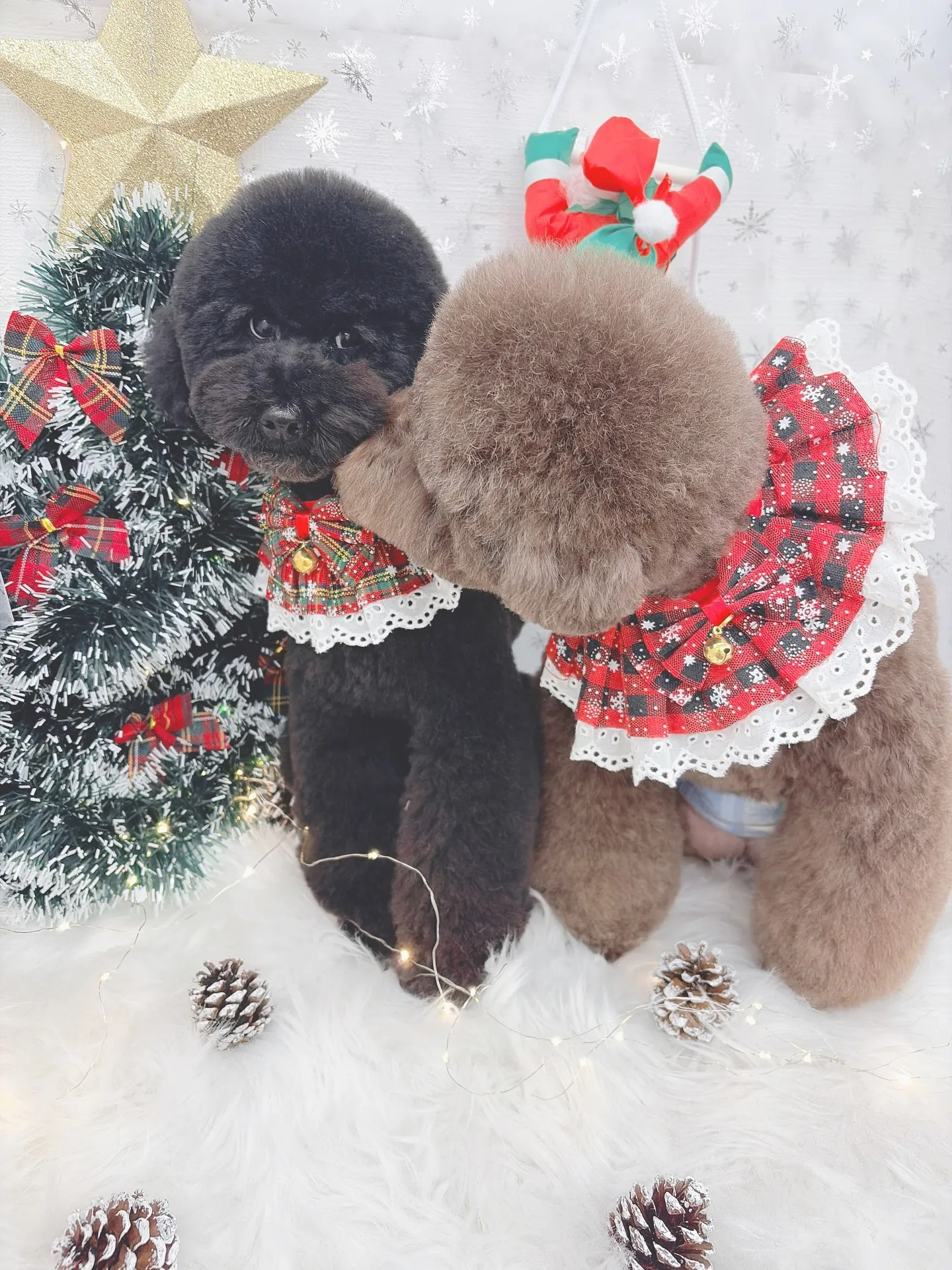 ୨୧ ∴トリミングサロン∴ ୨୧