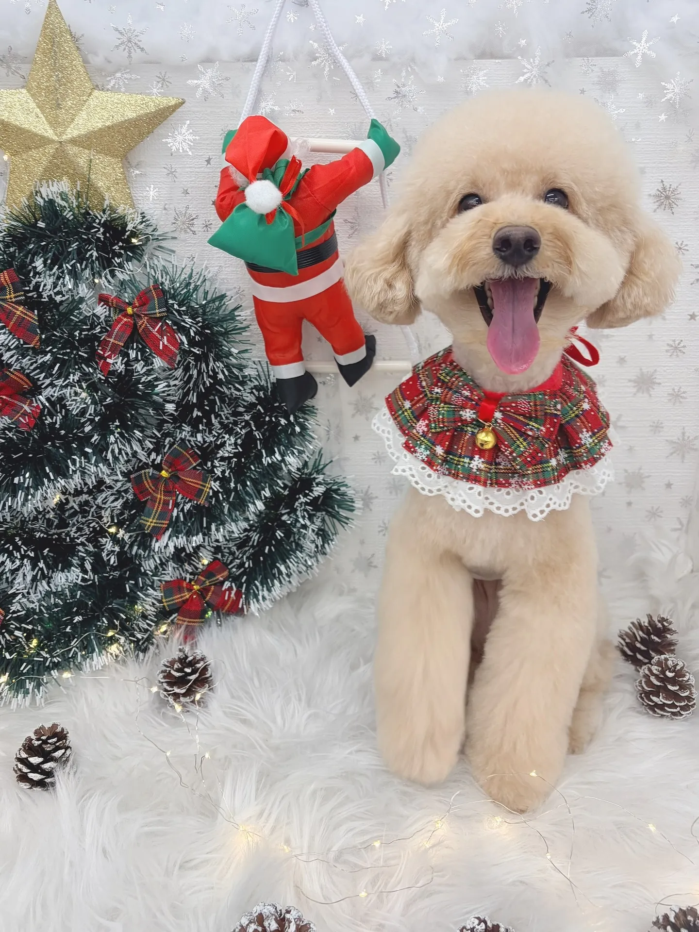 ୨୧ ∴トリミングサロン∴ ୨୧