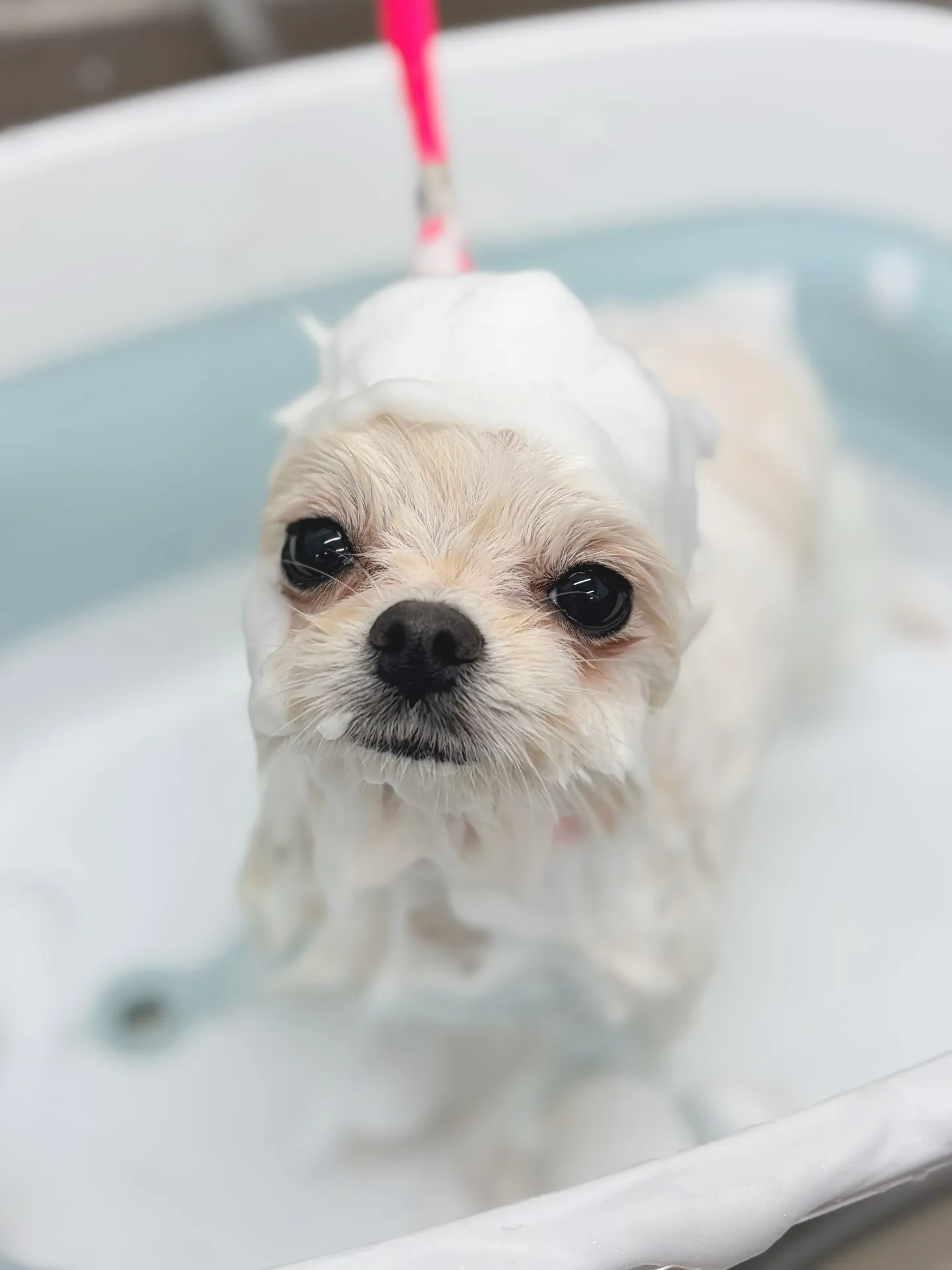 ୨୧ ∴トリミングサロン∴ ୨୧