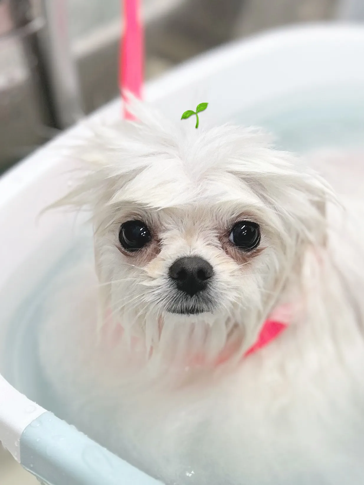 ୨୧ ∴トリミングサロン∴ ୨୧