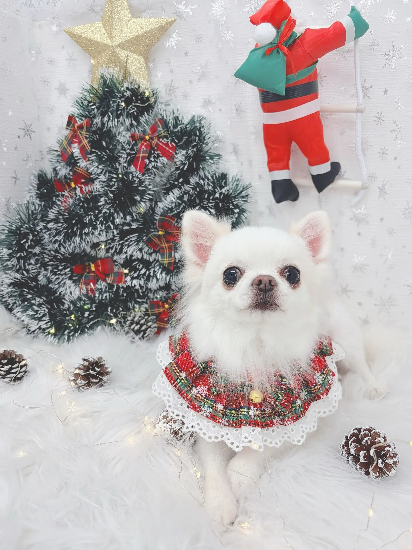 ୨୧ ∴トリミングサロン∴ ୨୧