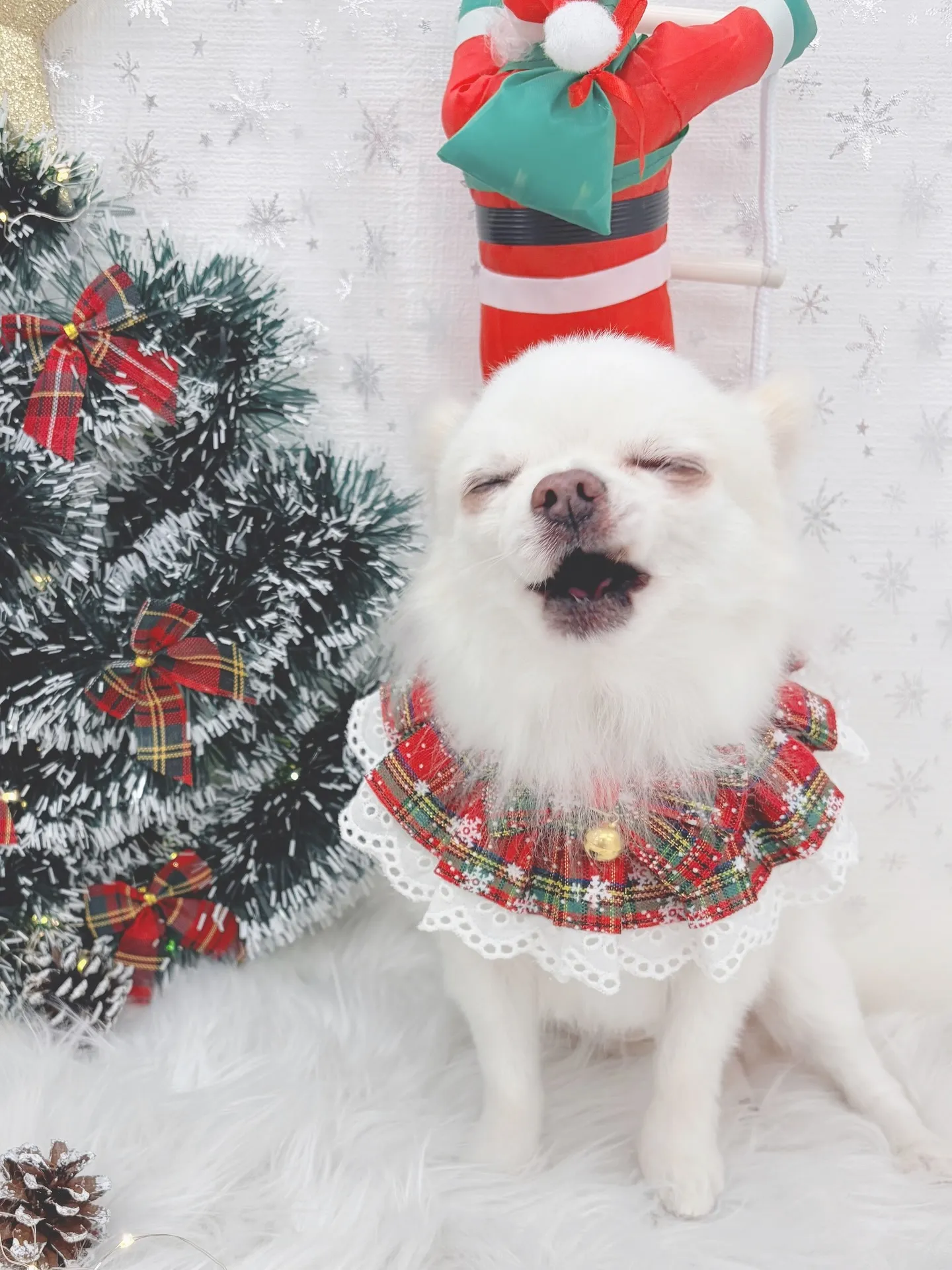 ୨୧ ∴トリミングサロン∴ ୨୧