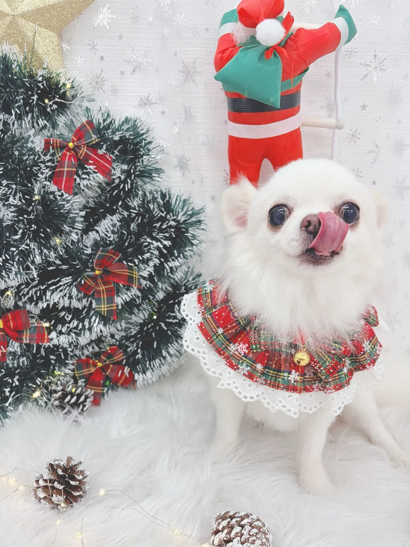 ୨୧ ∴トリミングサロン∴ ୨୧