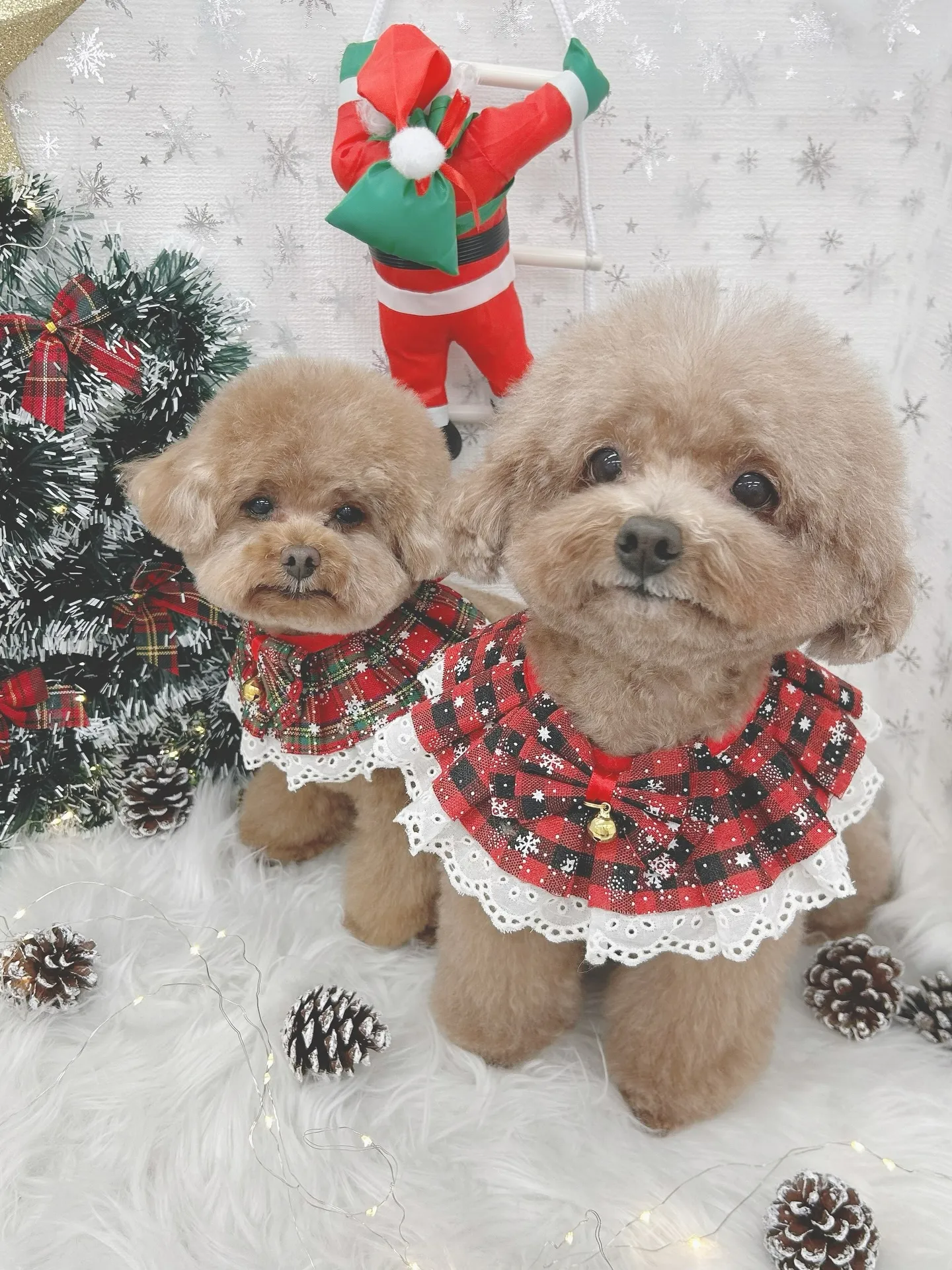 ୨୧ ∴トリミングサロン∴ ୨୧