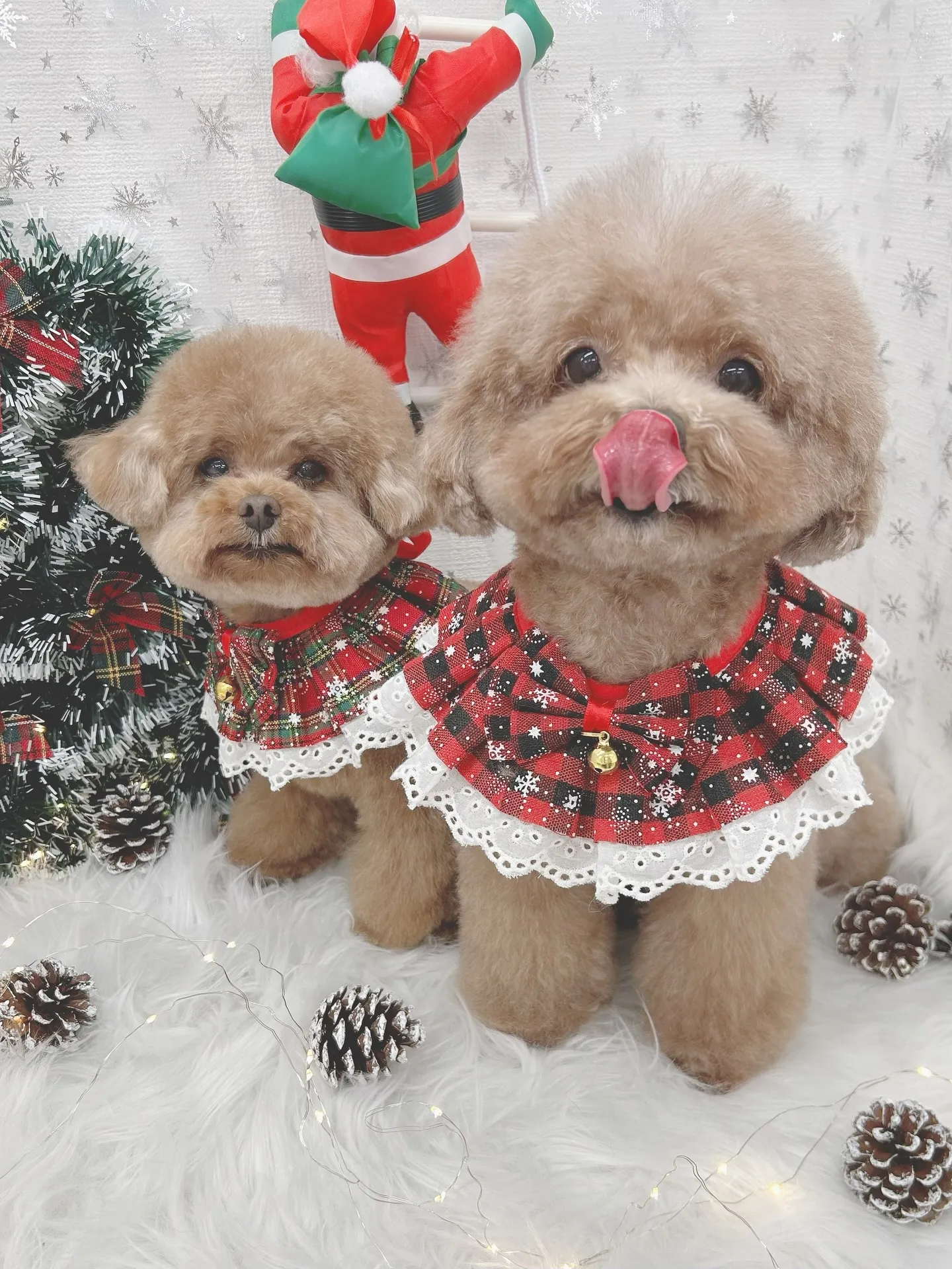 ୨୧ ∴トリミングサロン∴ ୨୧