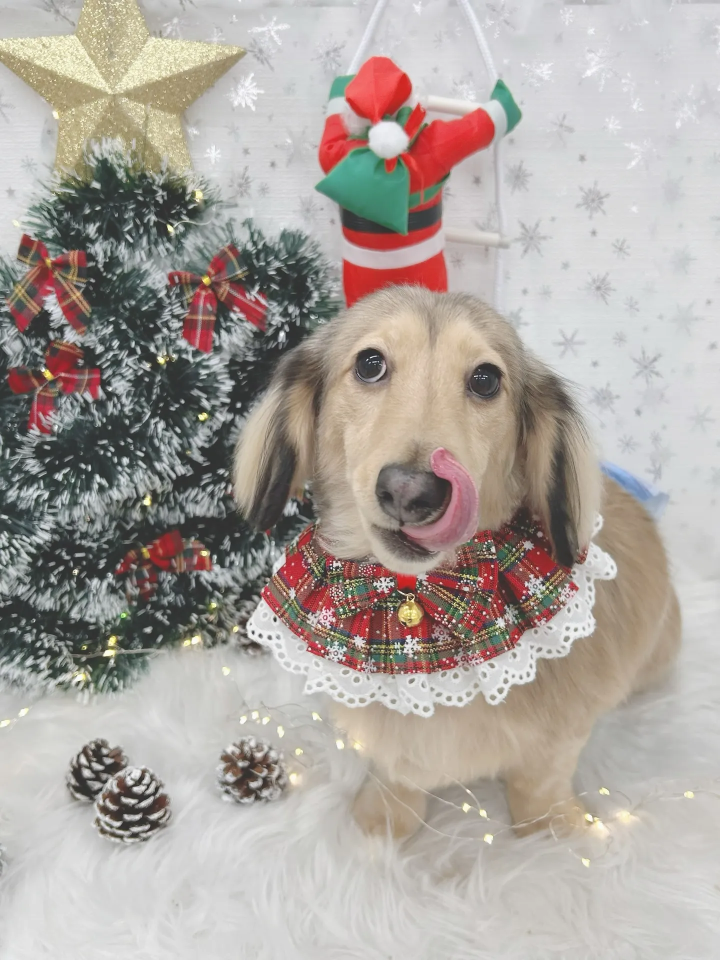 ୨୧ ∴トリミングサロン∴ ୨୧