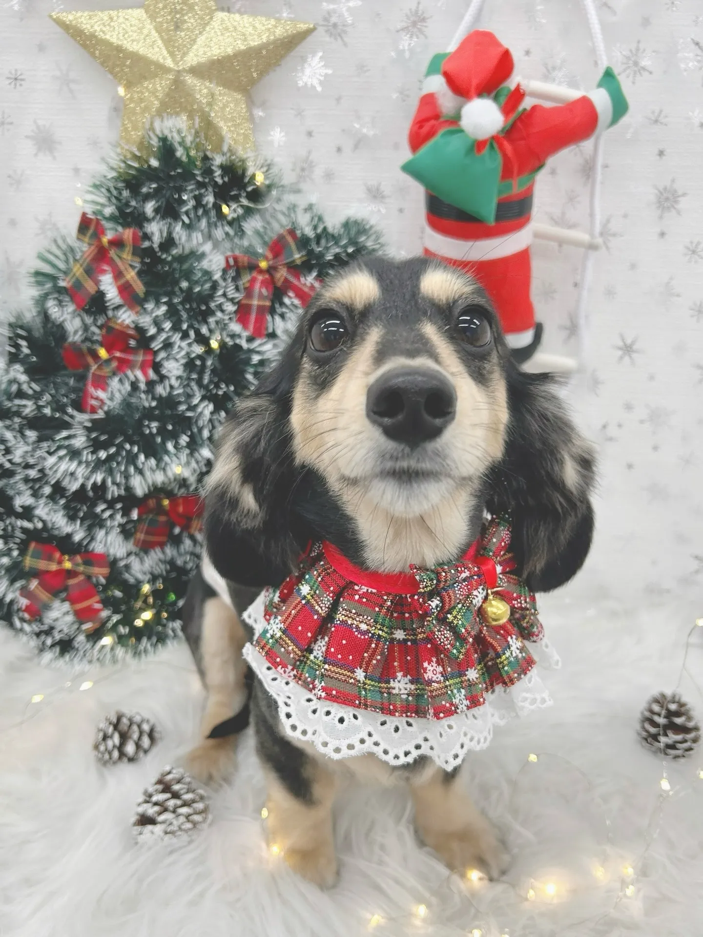 ୨୧ ∴トリミングサロン∴ ୨୧