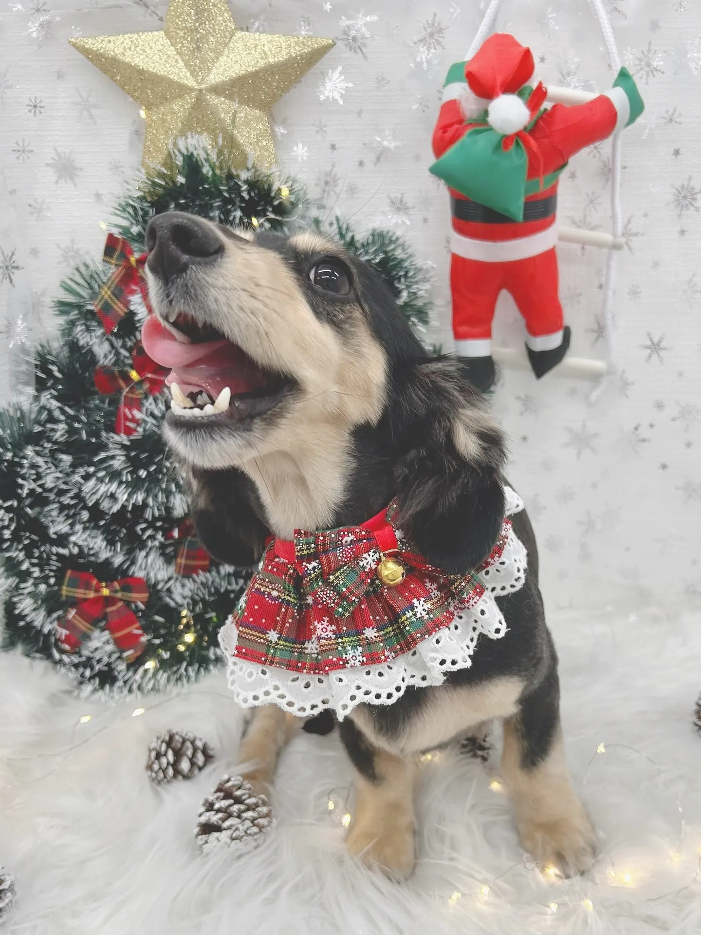 ୨୧ ∴トリミングサロン∴ ୨୧