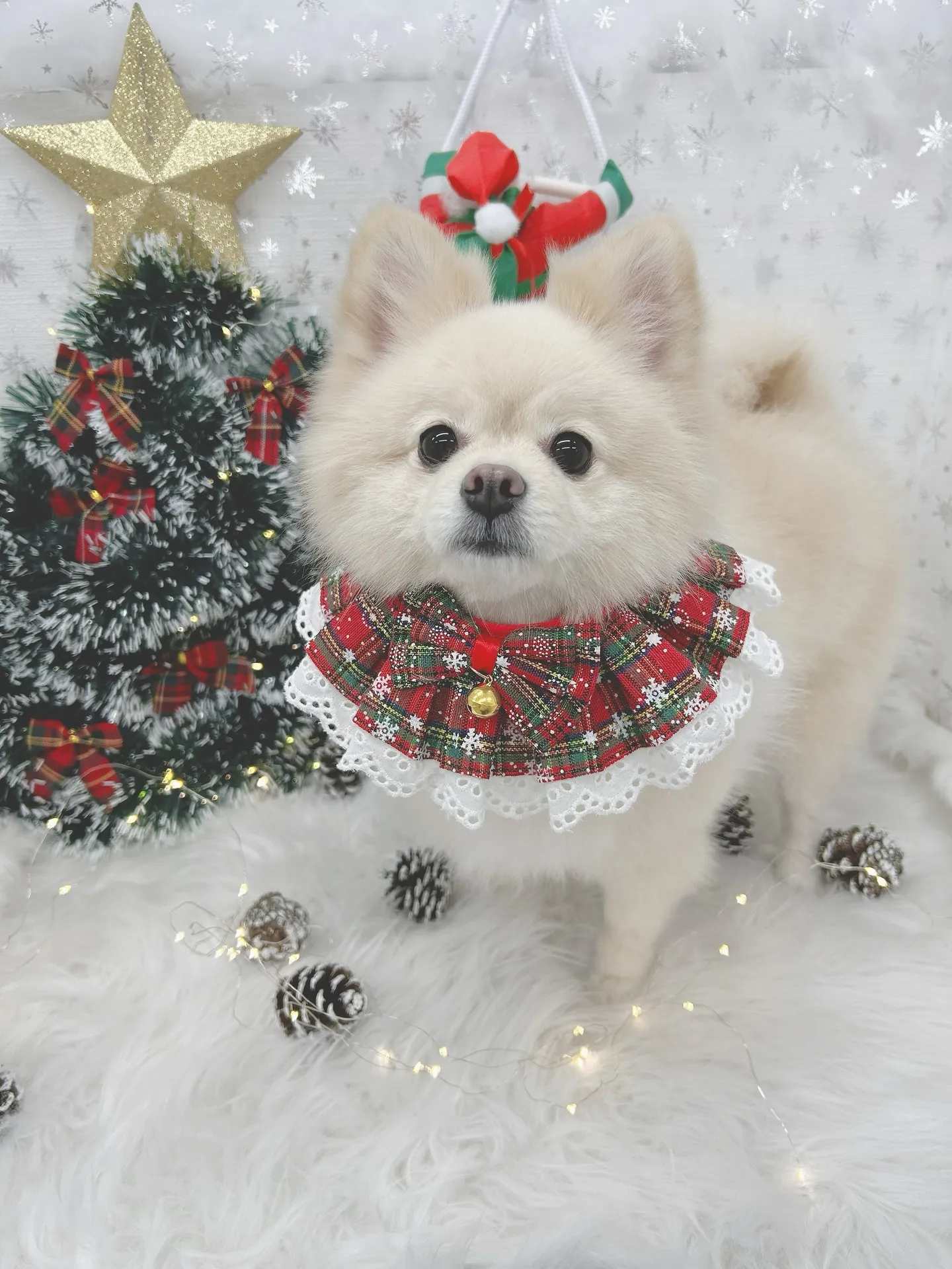 ୨୧ ∴トリミングサロン∴ ୨୧