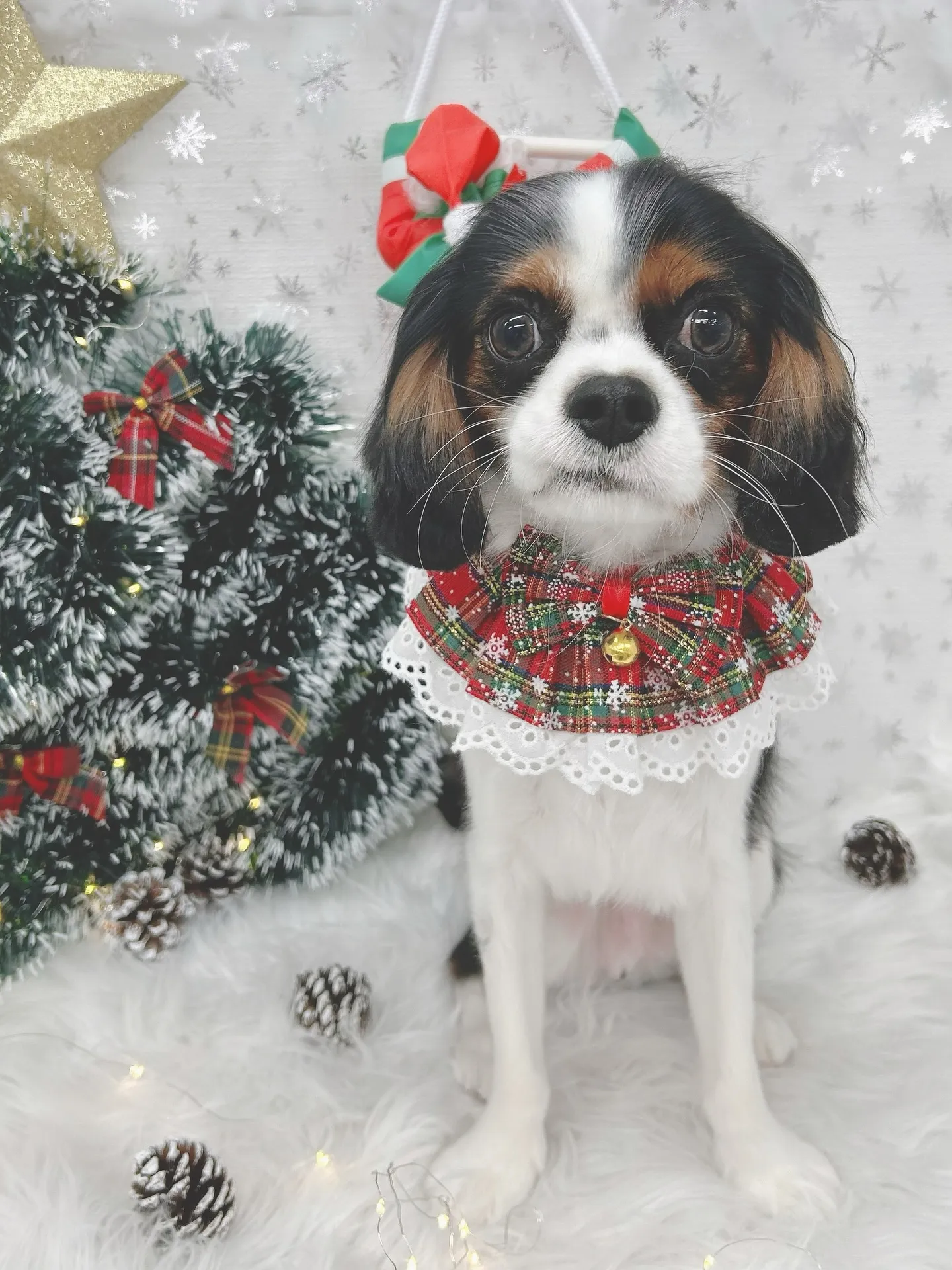 ୨୧ ∴トリミングサロン∴ ୨୧