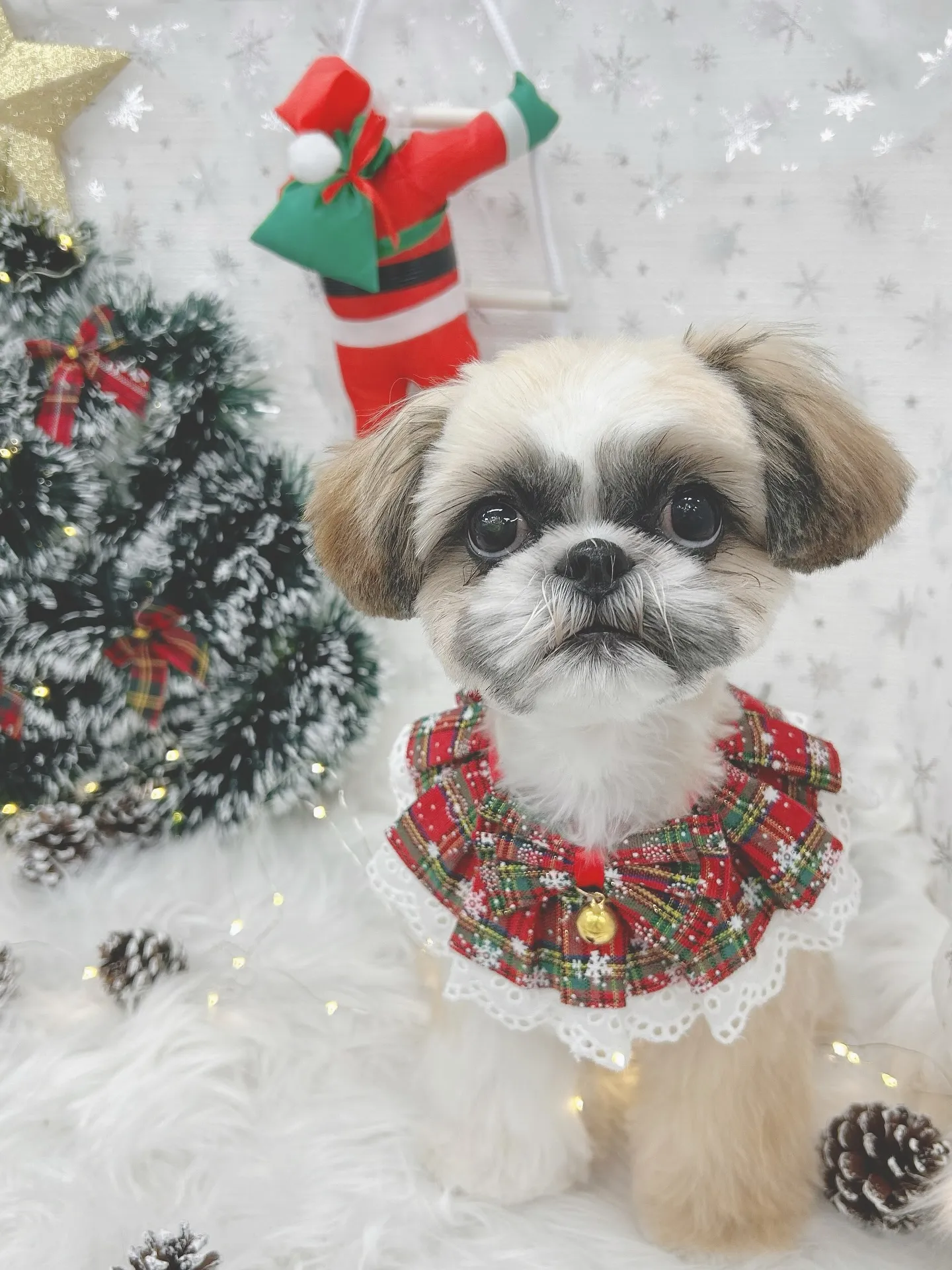 ୨୧ ∴トリミングサロン∴ ୨୧