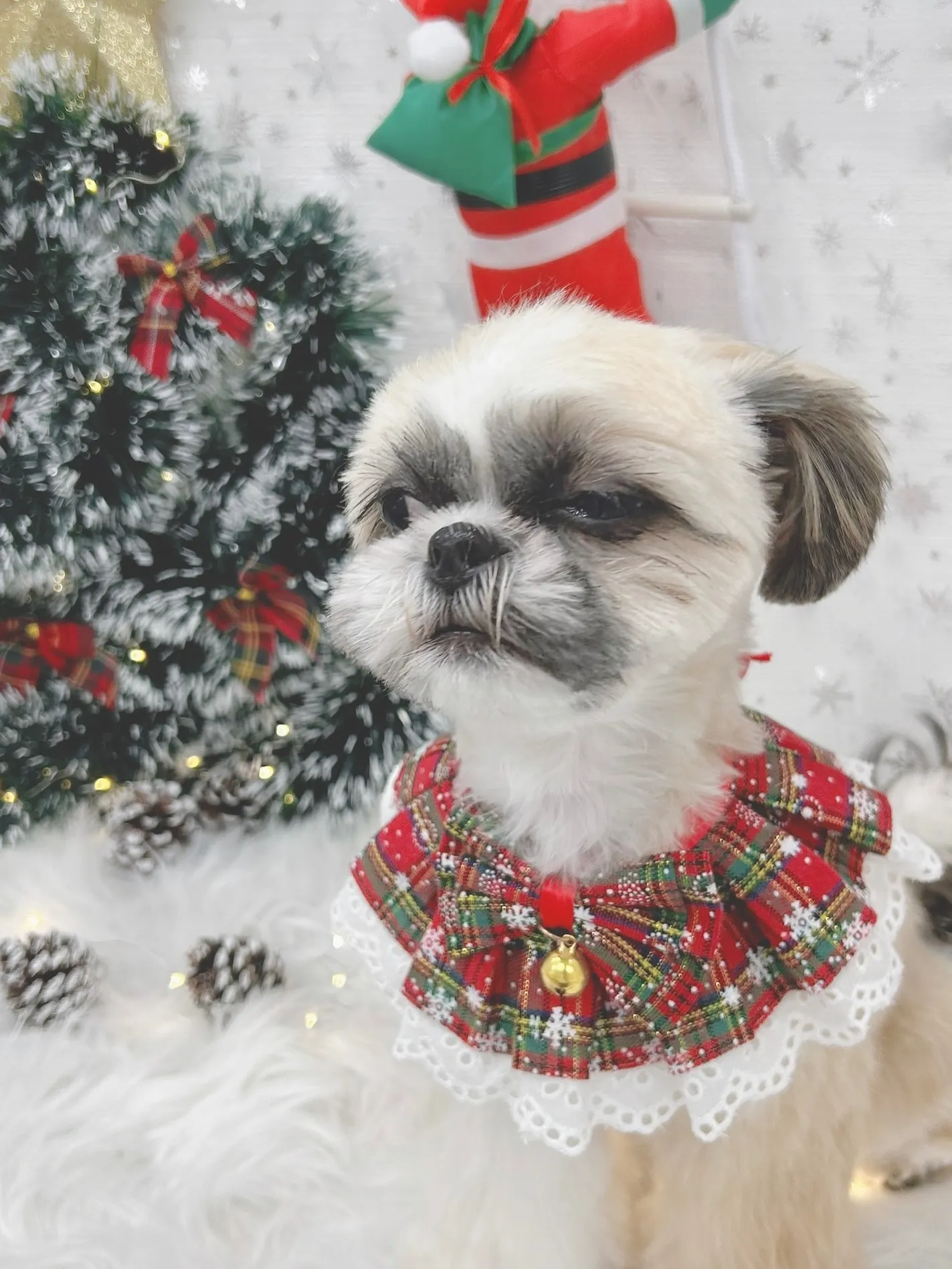 ୨୧ ∴トリミングサロン∴ ୨୧