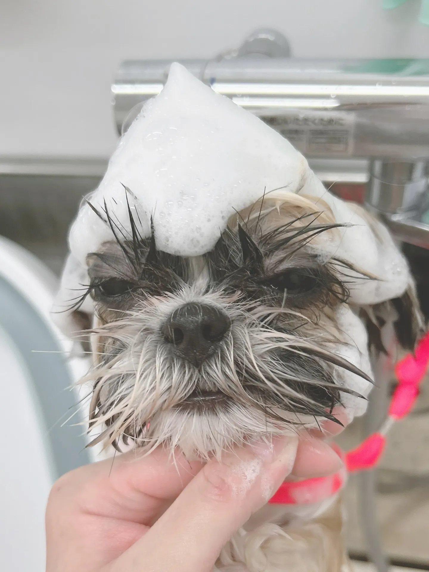 ୨୧ ∴トリミングサロン∴ ୨୧