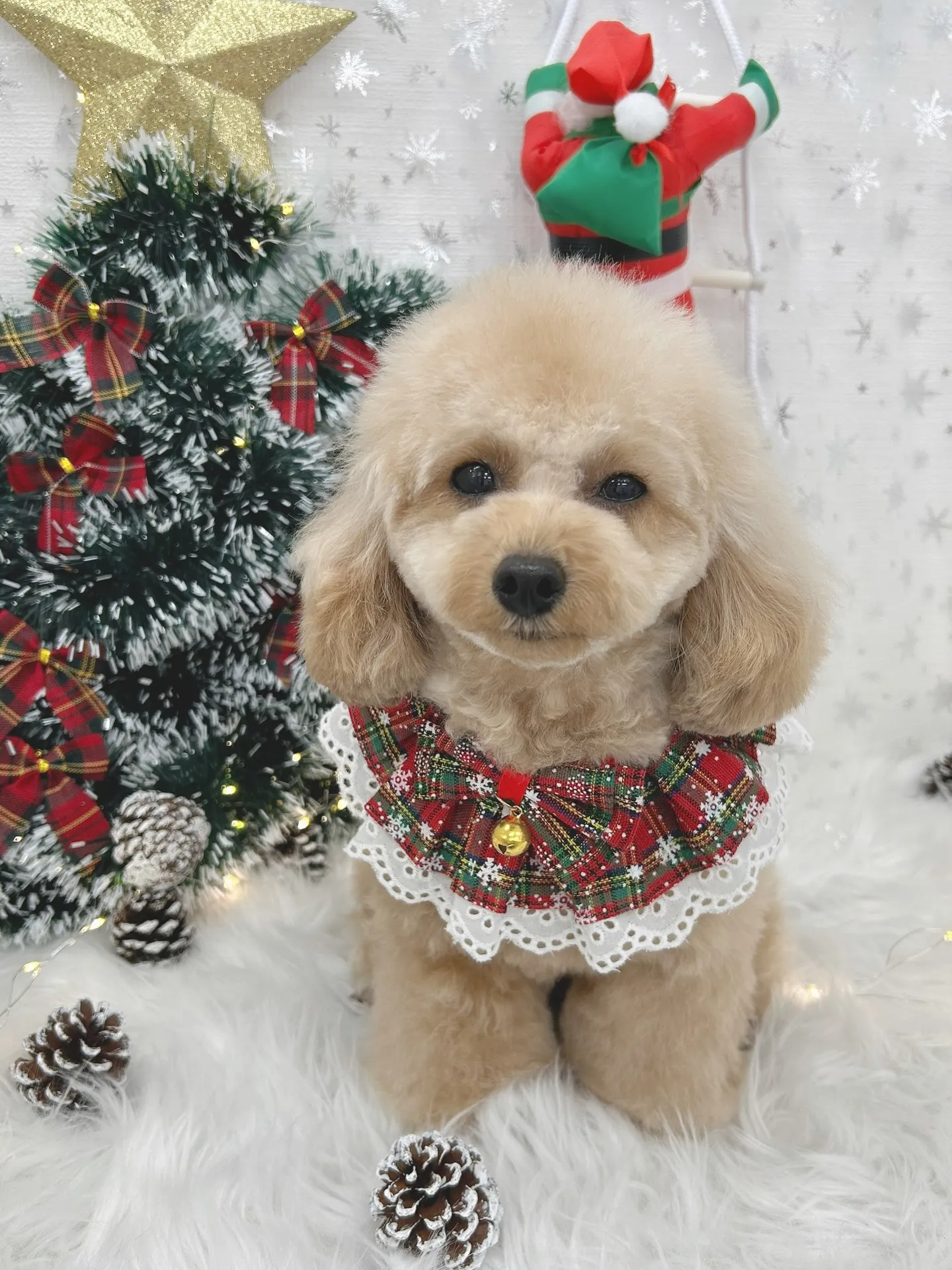 ୨୧ ∴トリミングサロン∴ ୨୧