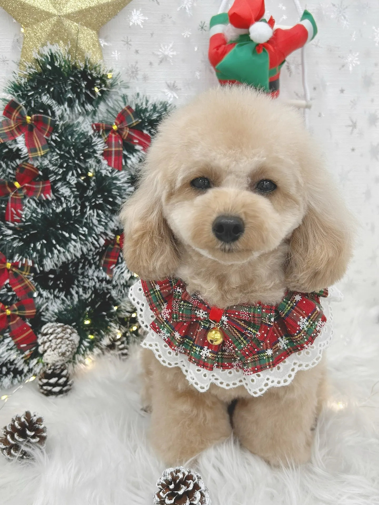 ୨୧ ∴トリミングサロン∴ ୨୧