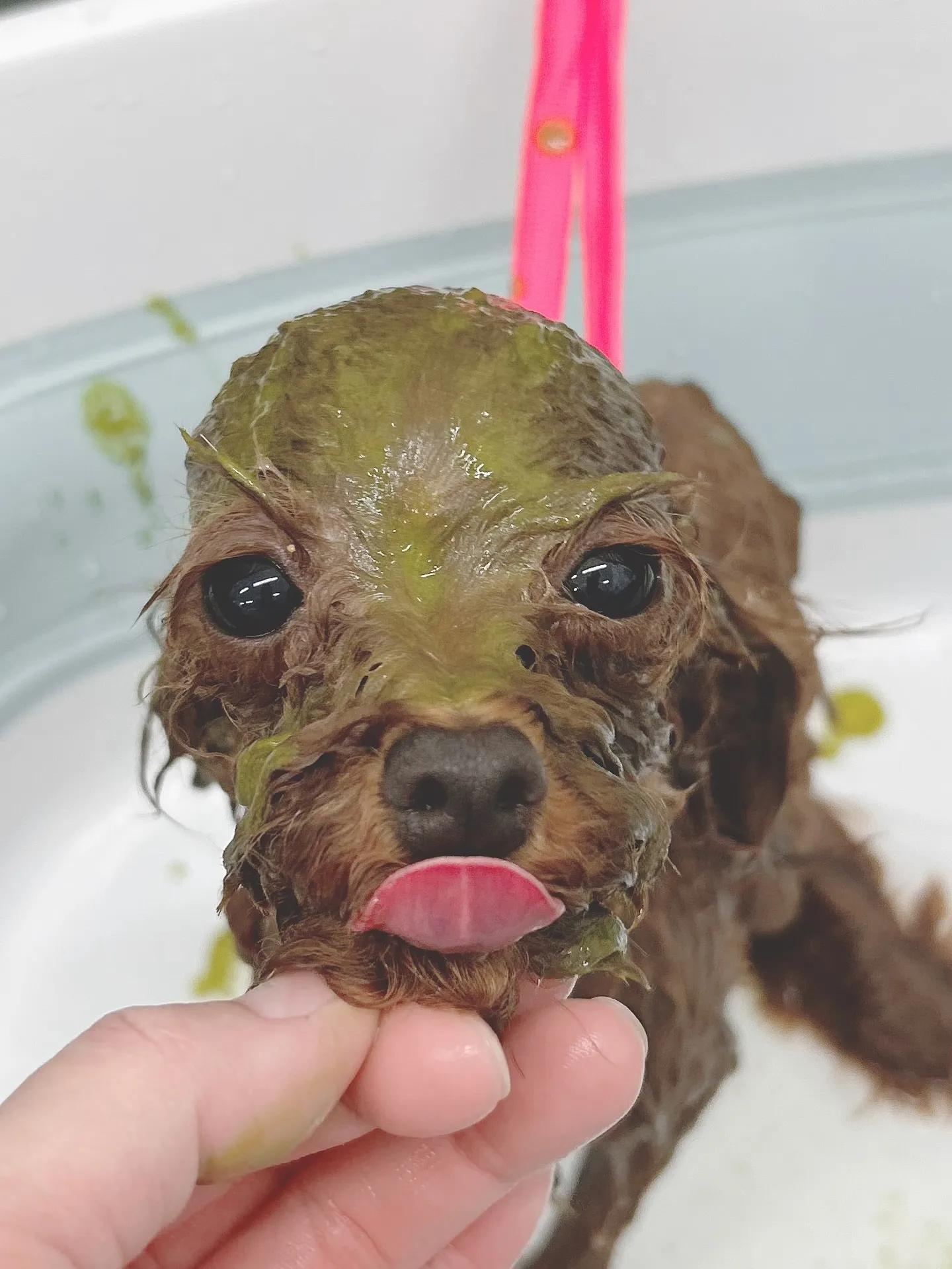 ୨୧ ∴トリミングサロン∴ ୨୧