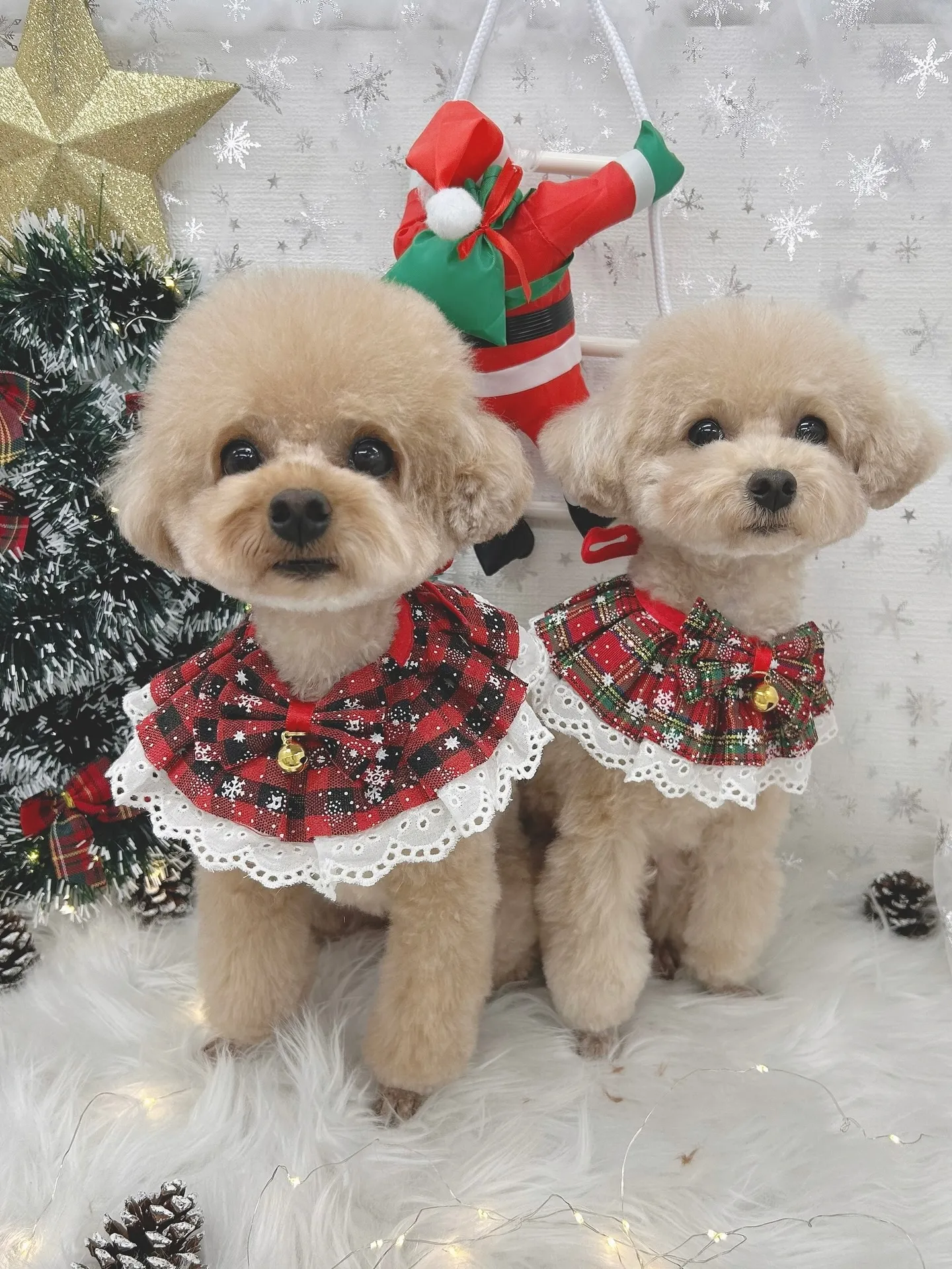 ୨୧ ∴トリミングサロン∴ ୨୧