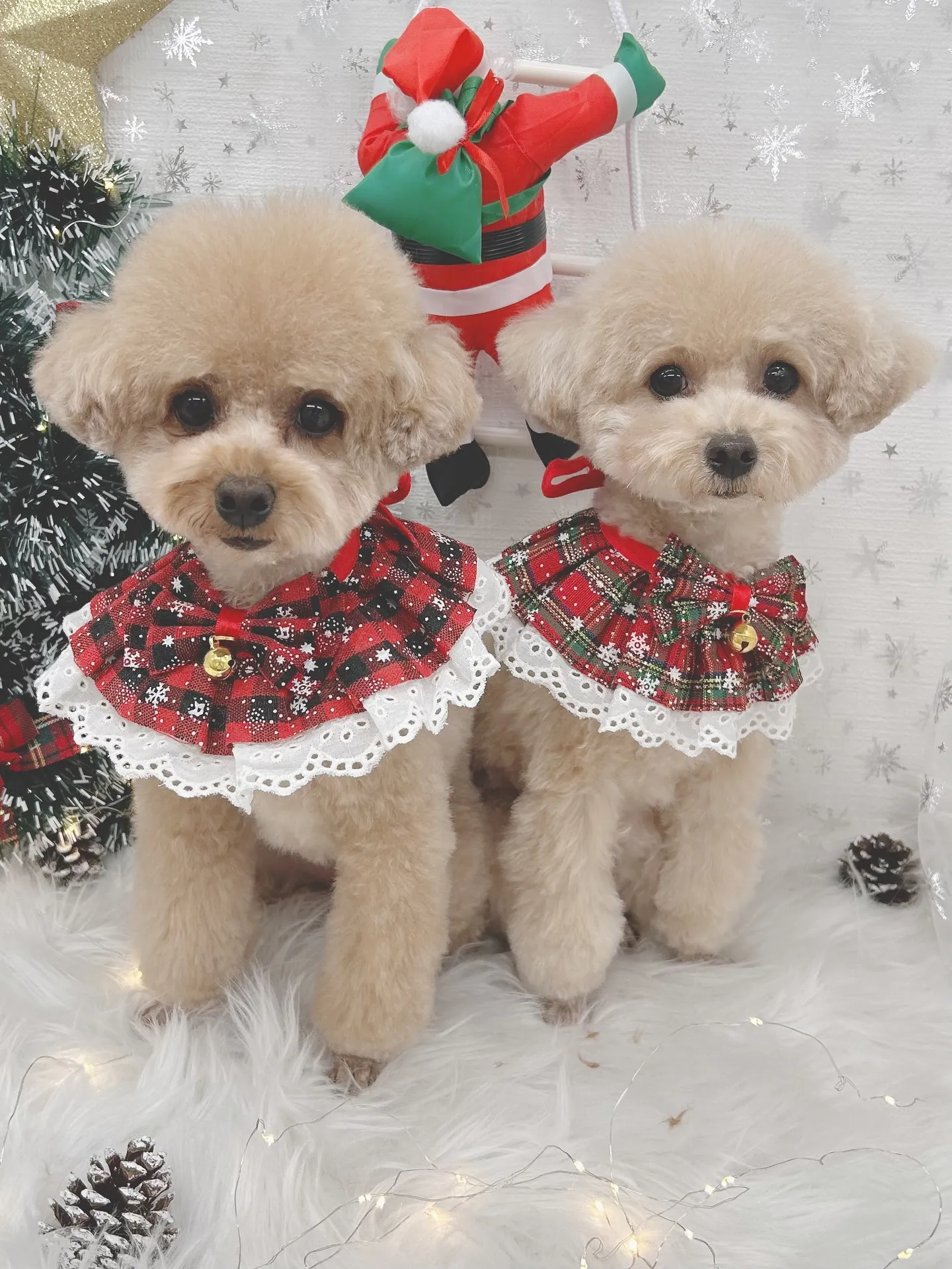 ୨୧ ∴トリミングサロン∴ ୨୧