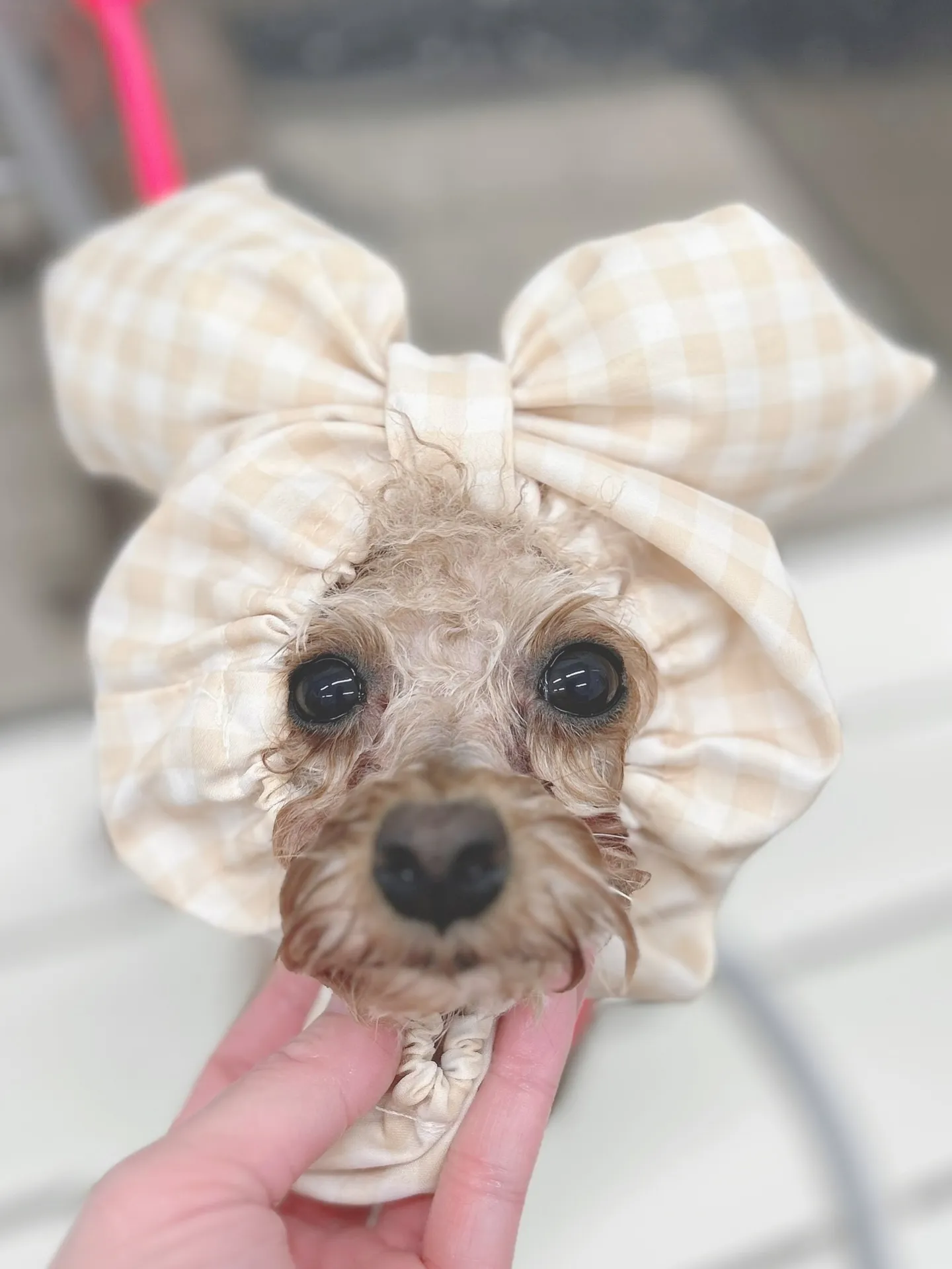 ୨୧ ∴トリミングサロン∴ ୨୧