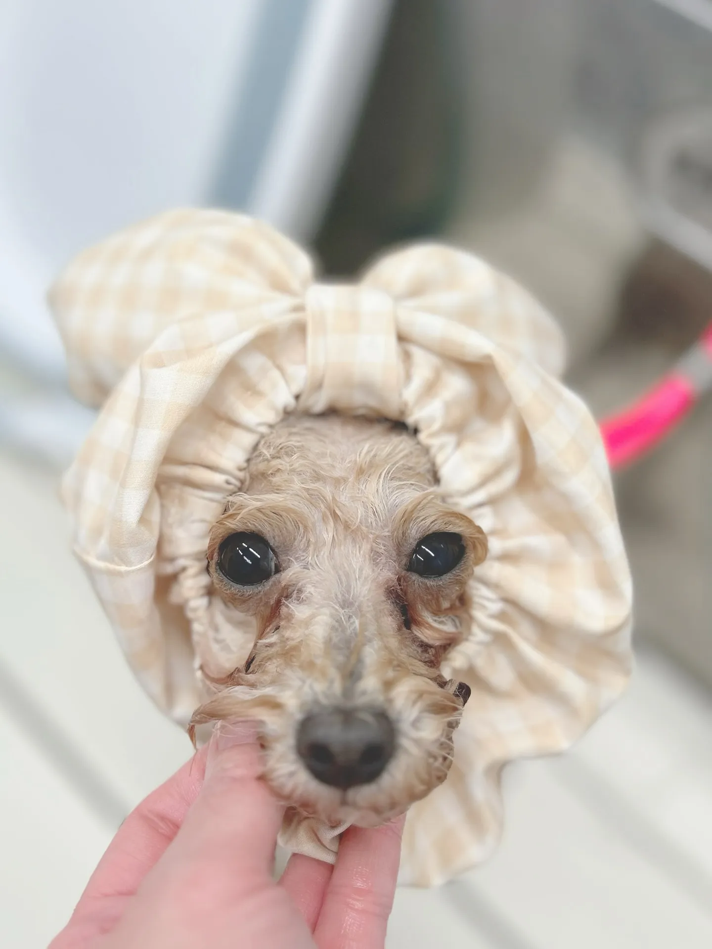 ୨୧ ∴トリミングサロン∴ ୨୧