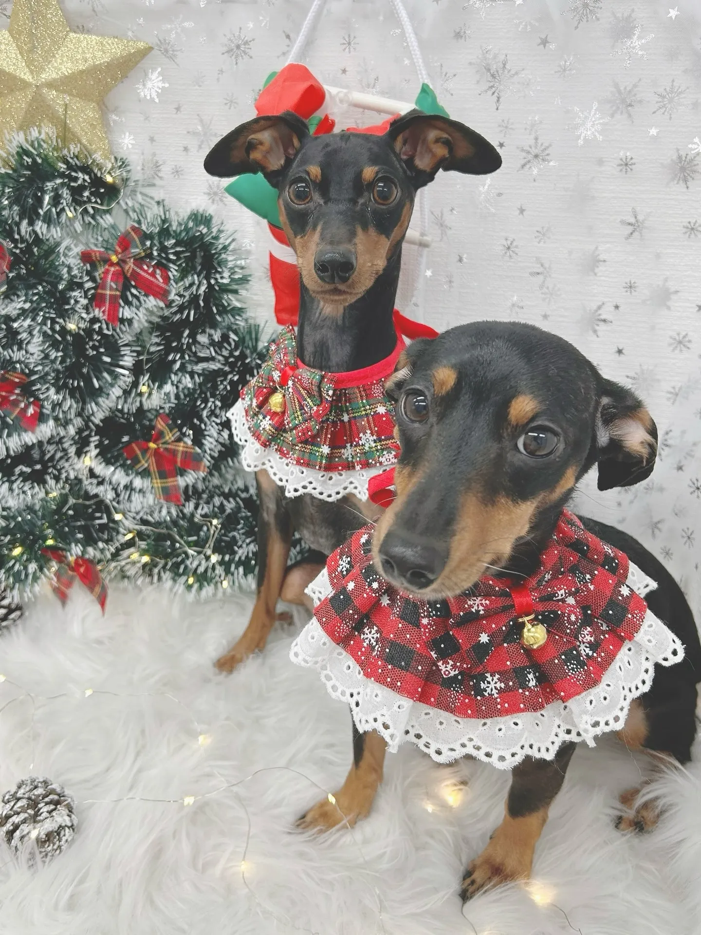 ୨୧ ∴トリミングサロン∴ ୨୧