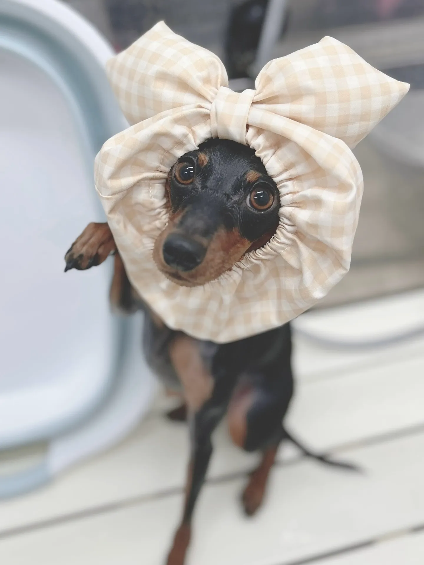 ୨୧ ∴トリミングサロン∴ ୨୧