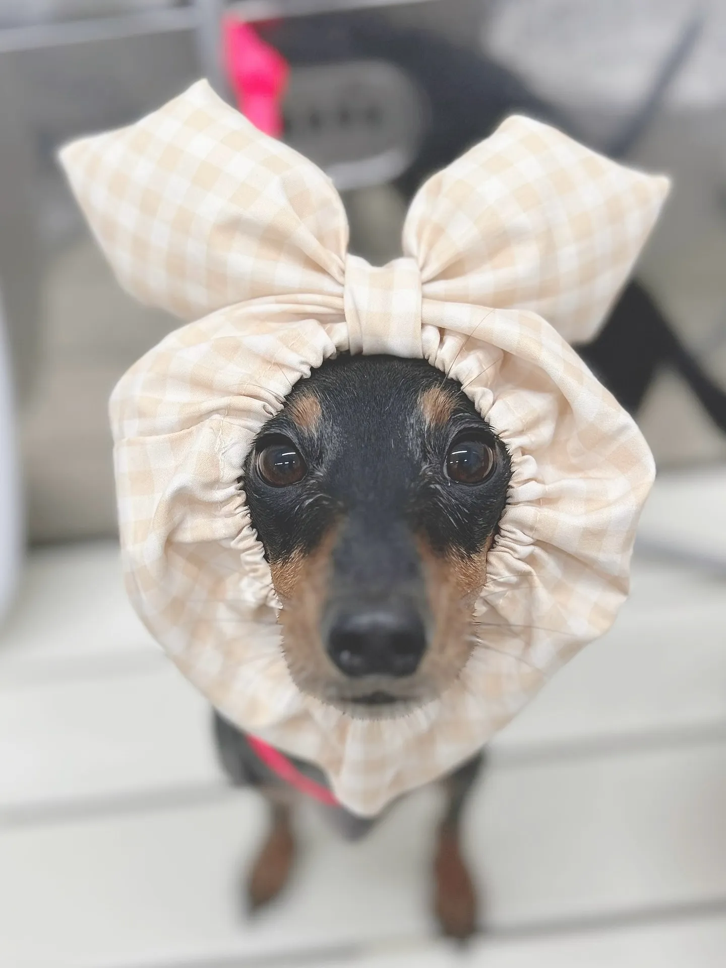 ୨୧ ∴トリミングサロン∴ ୨୧