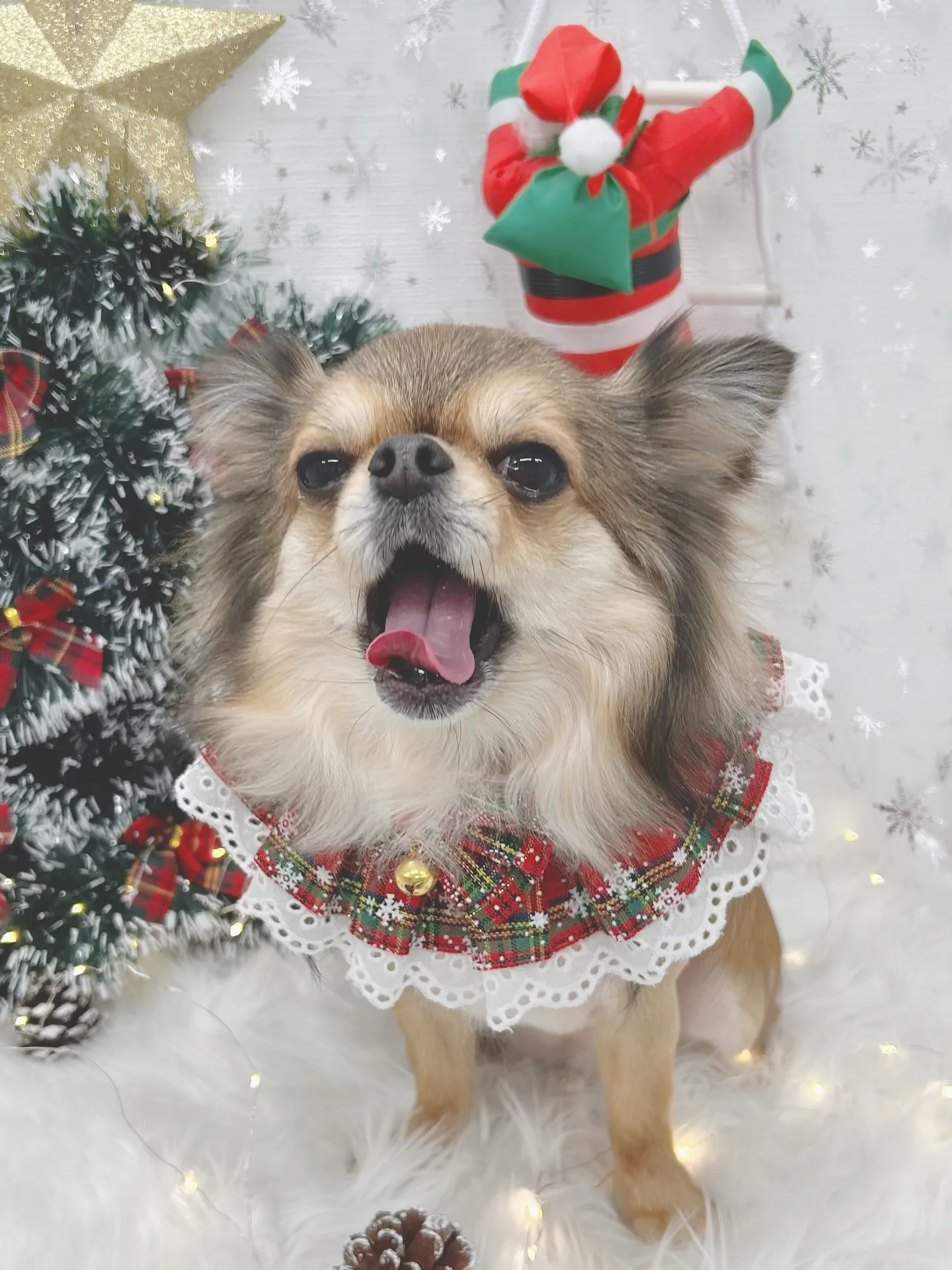 ୨୧ ∴トリミングサロン∴ ୨୧