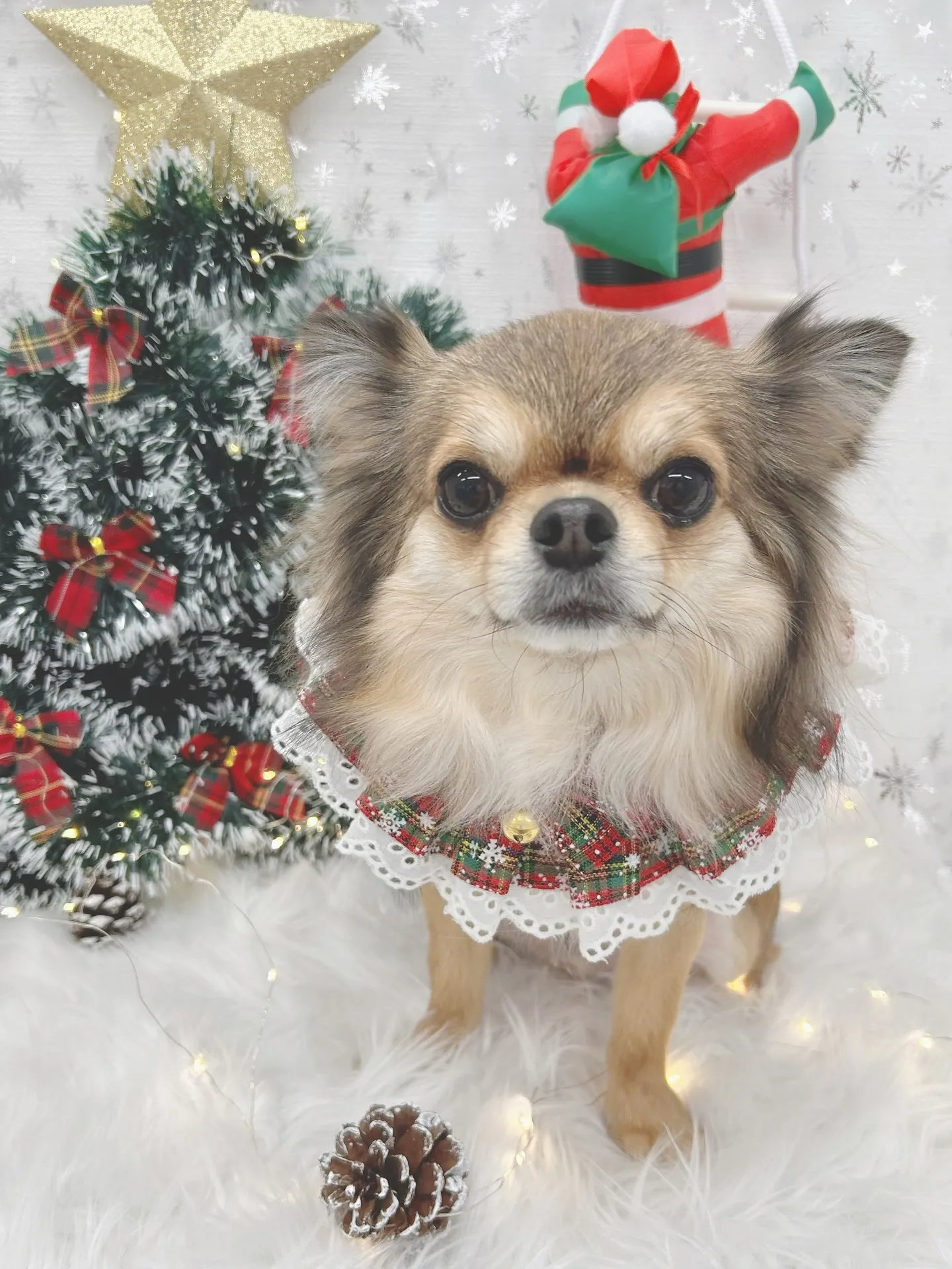 ୨୧ ∴トリミングサロン∴ ୨୧