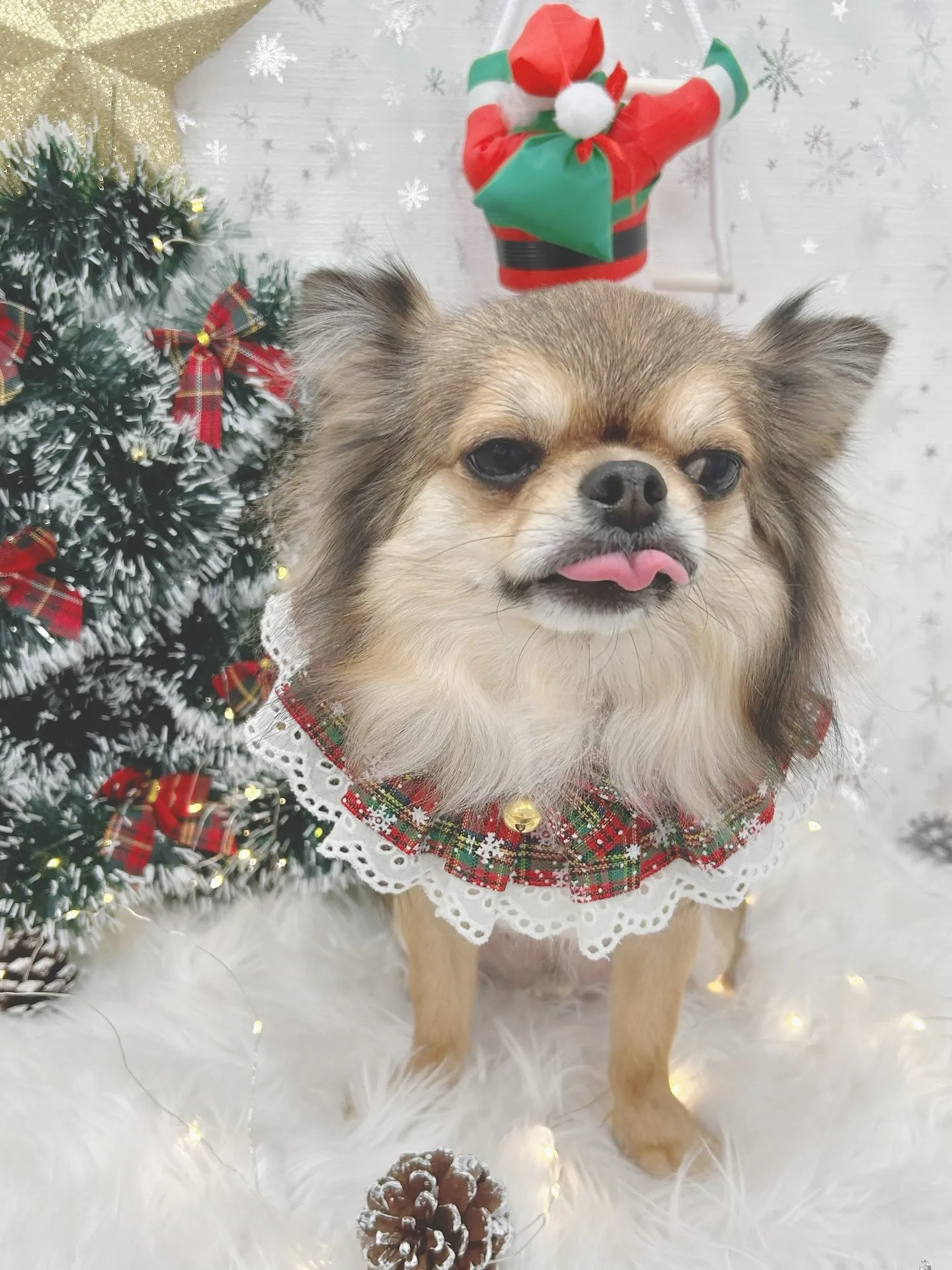 ୨୧ ∴トリミングサロン∴ ୨୧