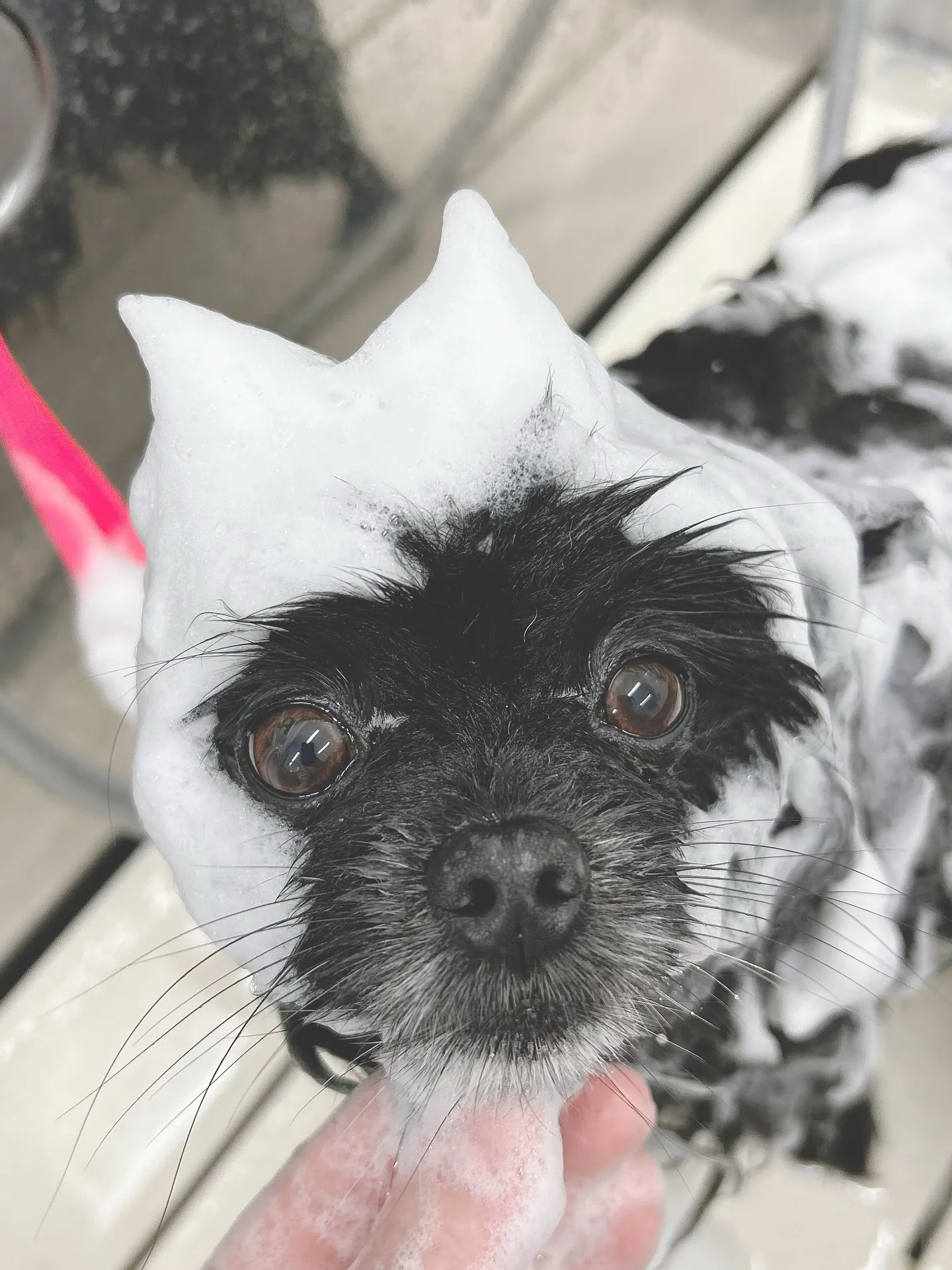 ୨୧ ∴トリミングサロン∴ ୨୧