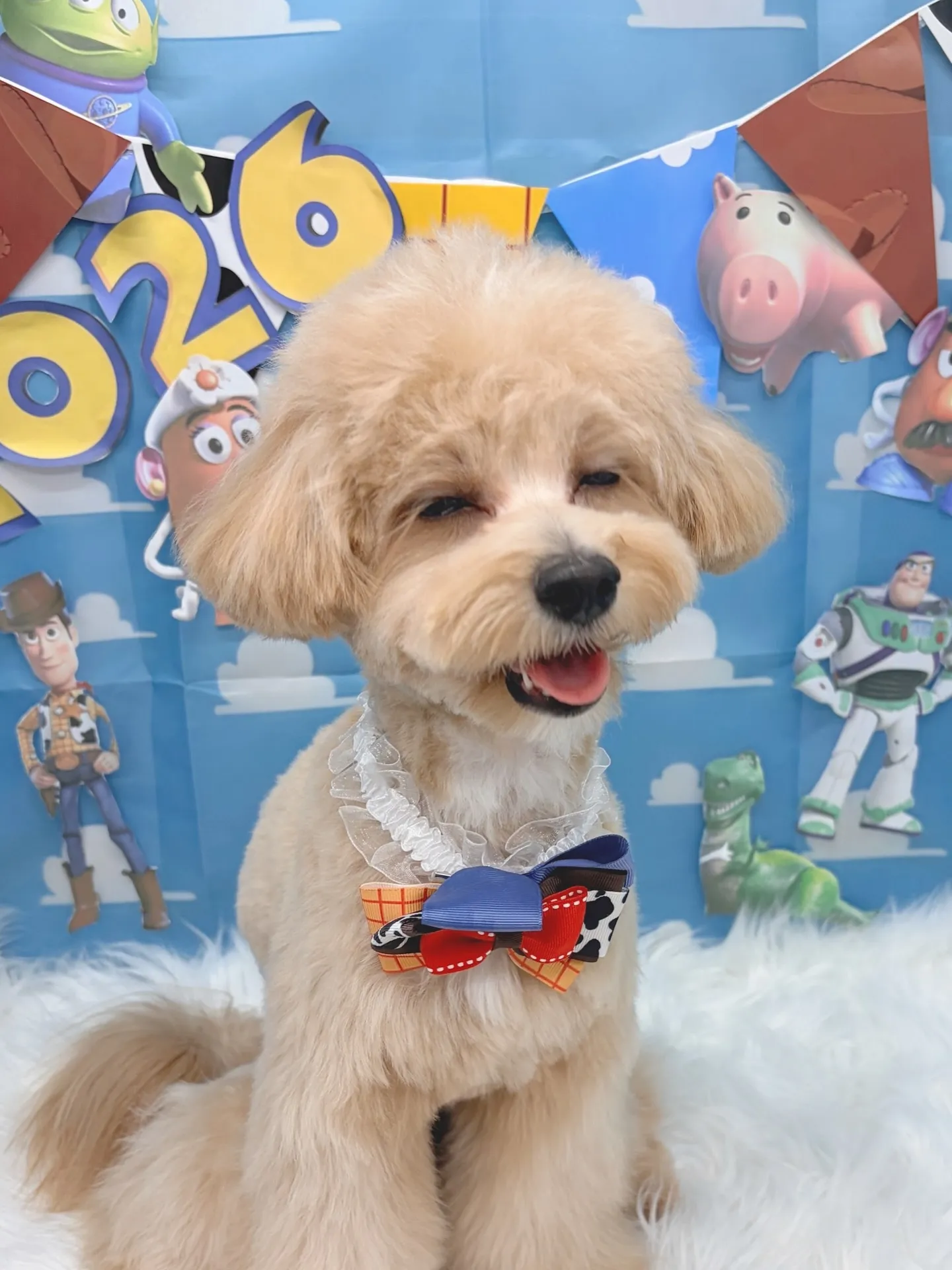 ୨୧ ∴トリミングサロン∴ ୨୧