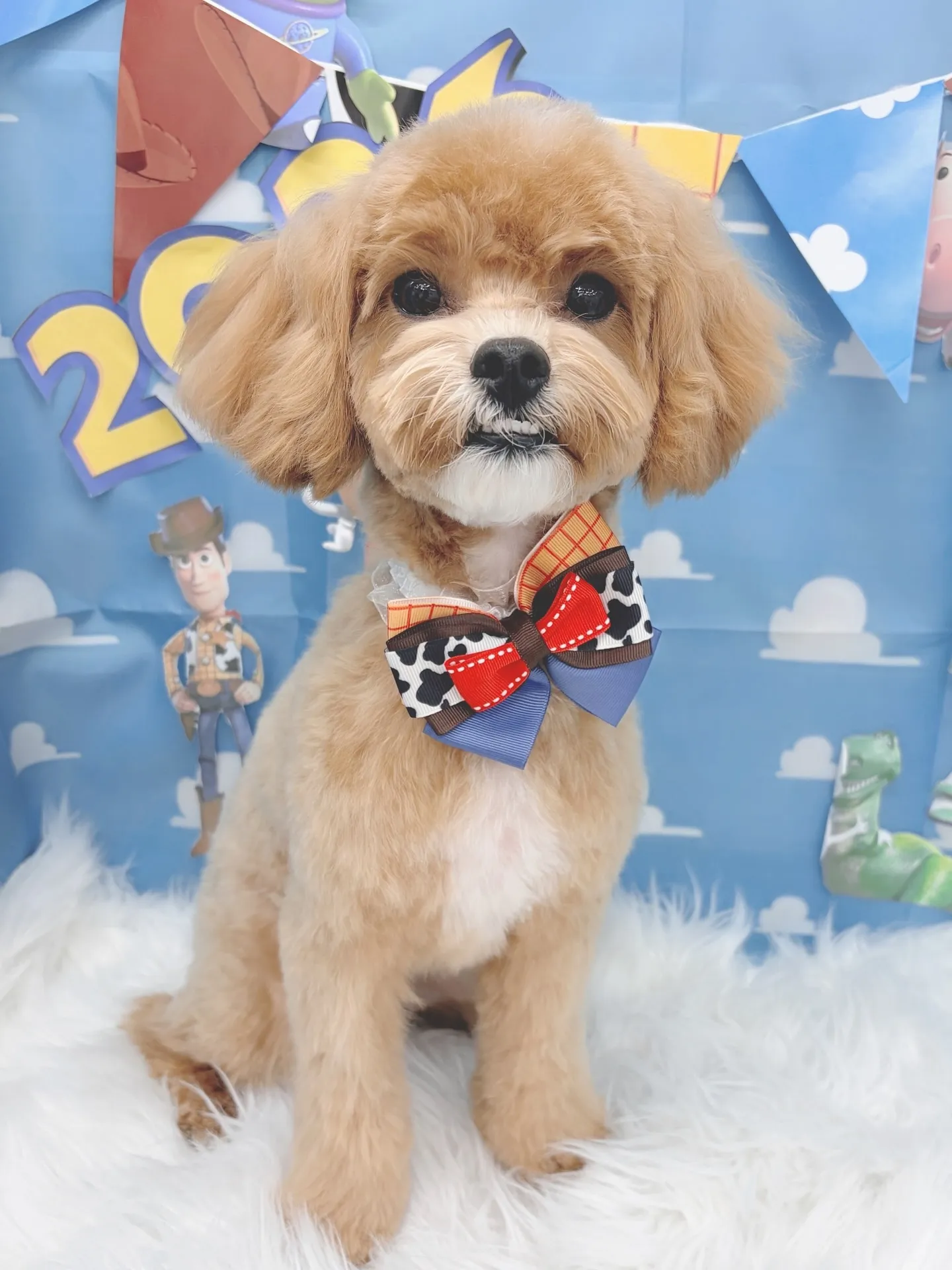 ୨୧ ∴トリミングサロン∴ ୨୧