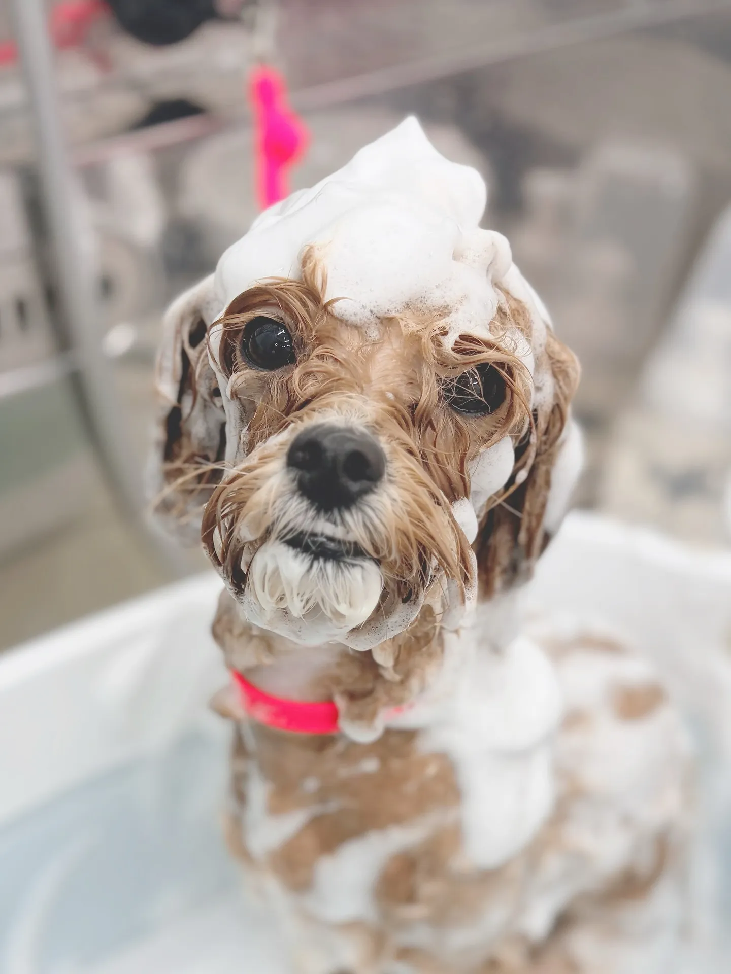 ୨୧ ∴トリミングサロン∴ ୨୧