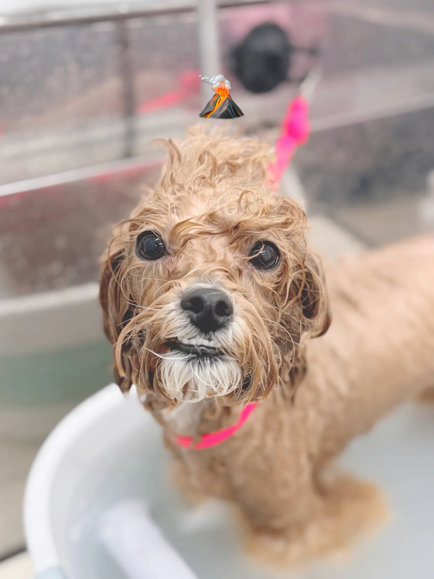 ୨୧ ∴トリミングサロン∴ ୨୧