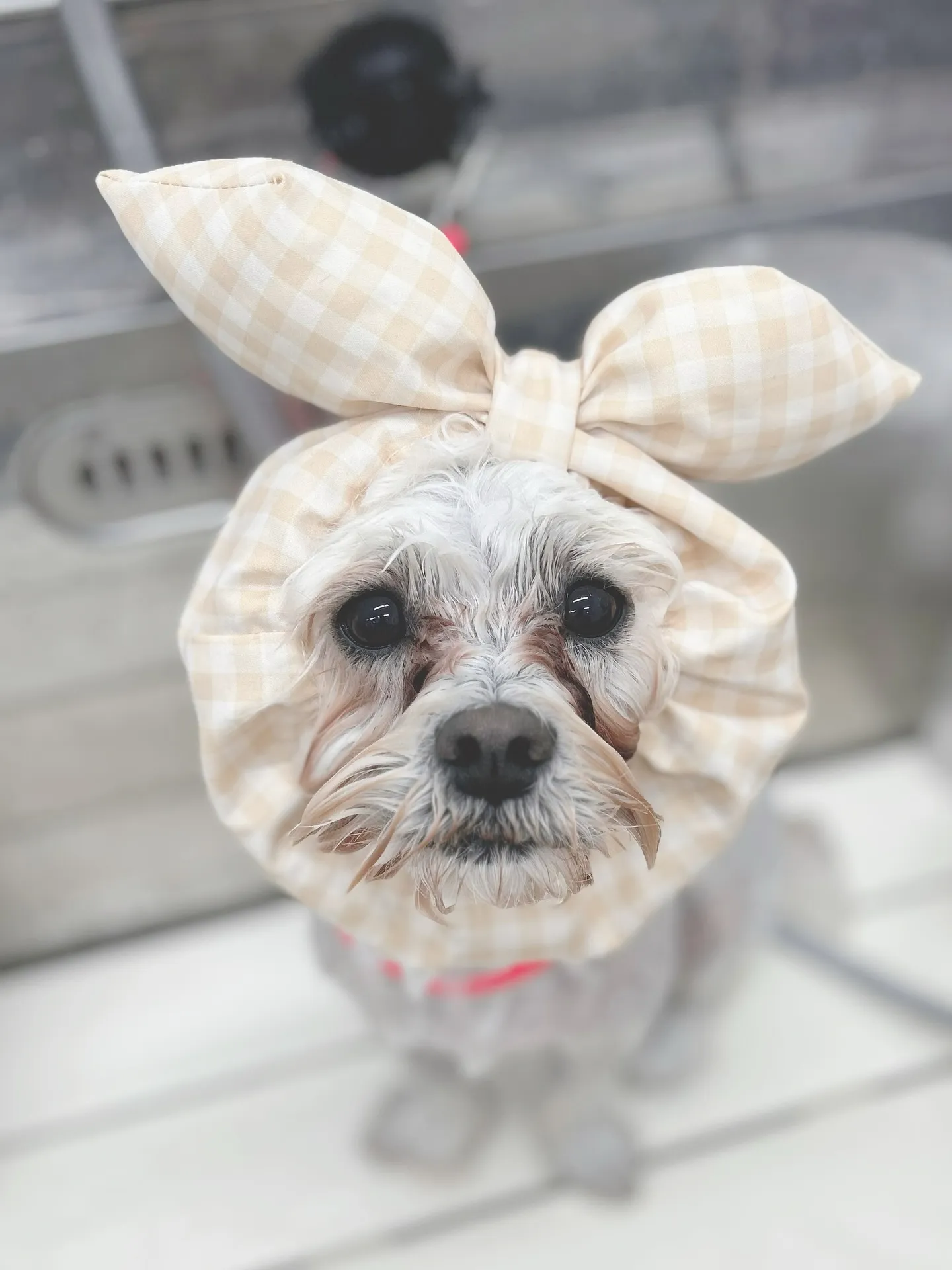 ୨୧ ∴トリミングサロン∴ ୨୧