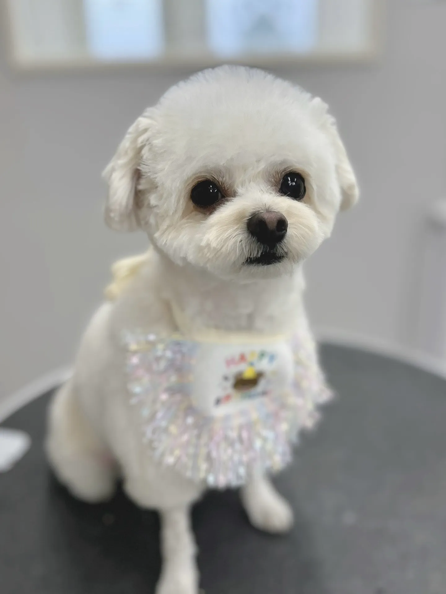 ୨୧ ∴トリミングサロン∴ ୨୧