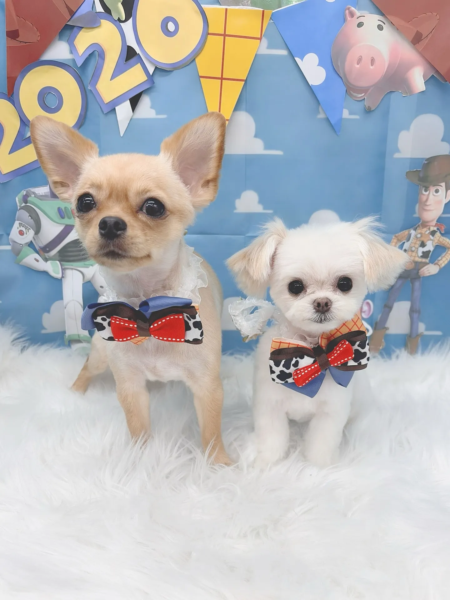 ୨୧ ∴トリミングサロン∴ ୨୧