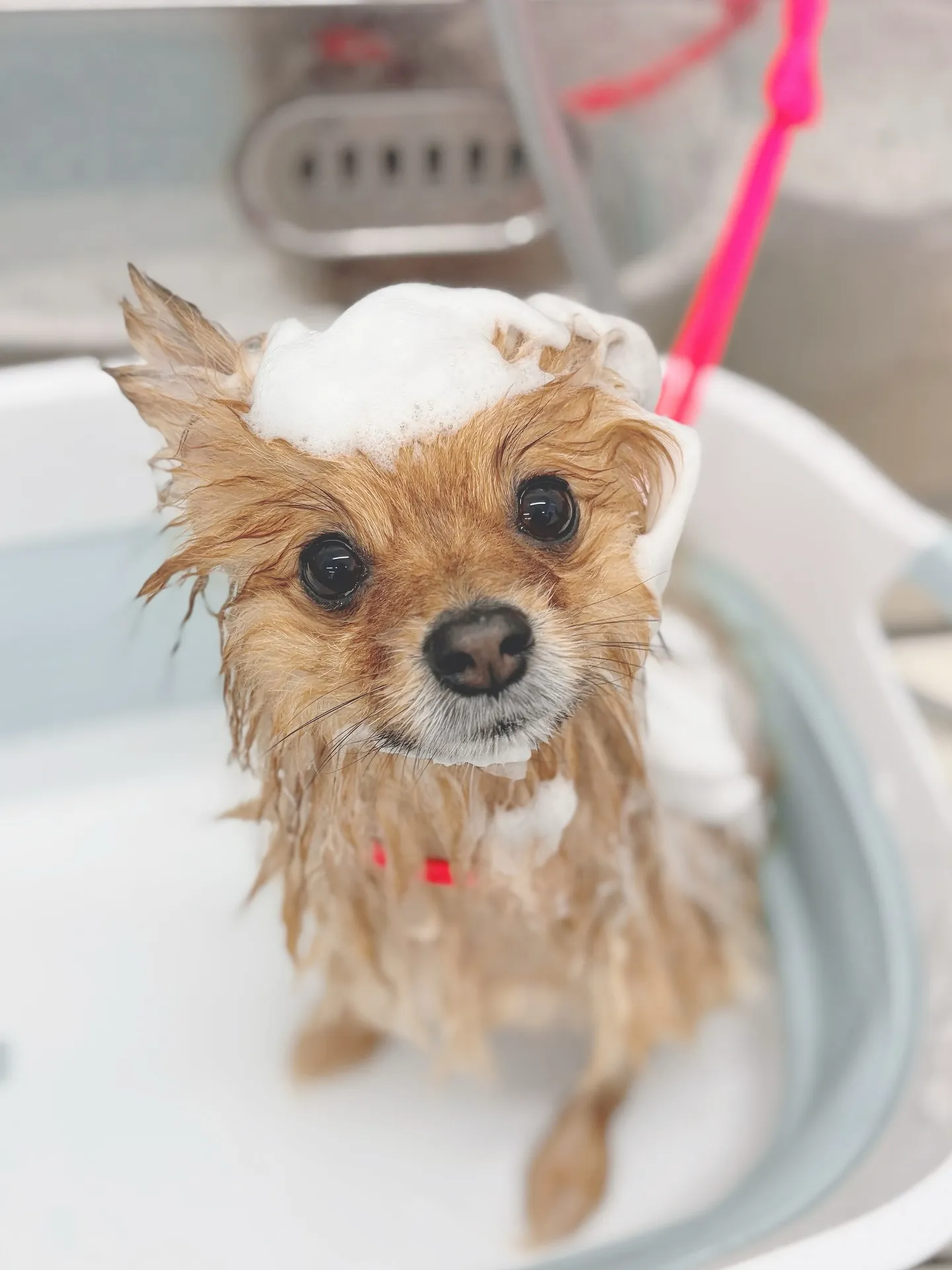 ୨୧ ∴トリミングサロン∴ ୨୧