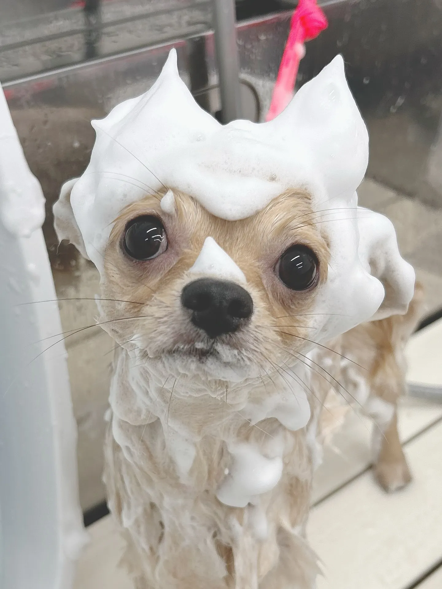 ୨୧ ∴トリミングサロン∴ ୨୧