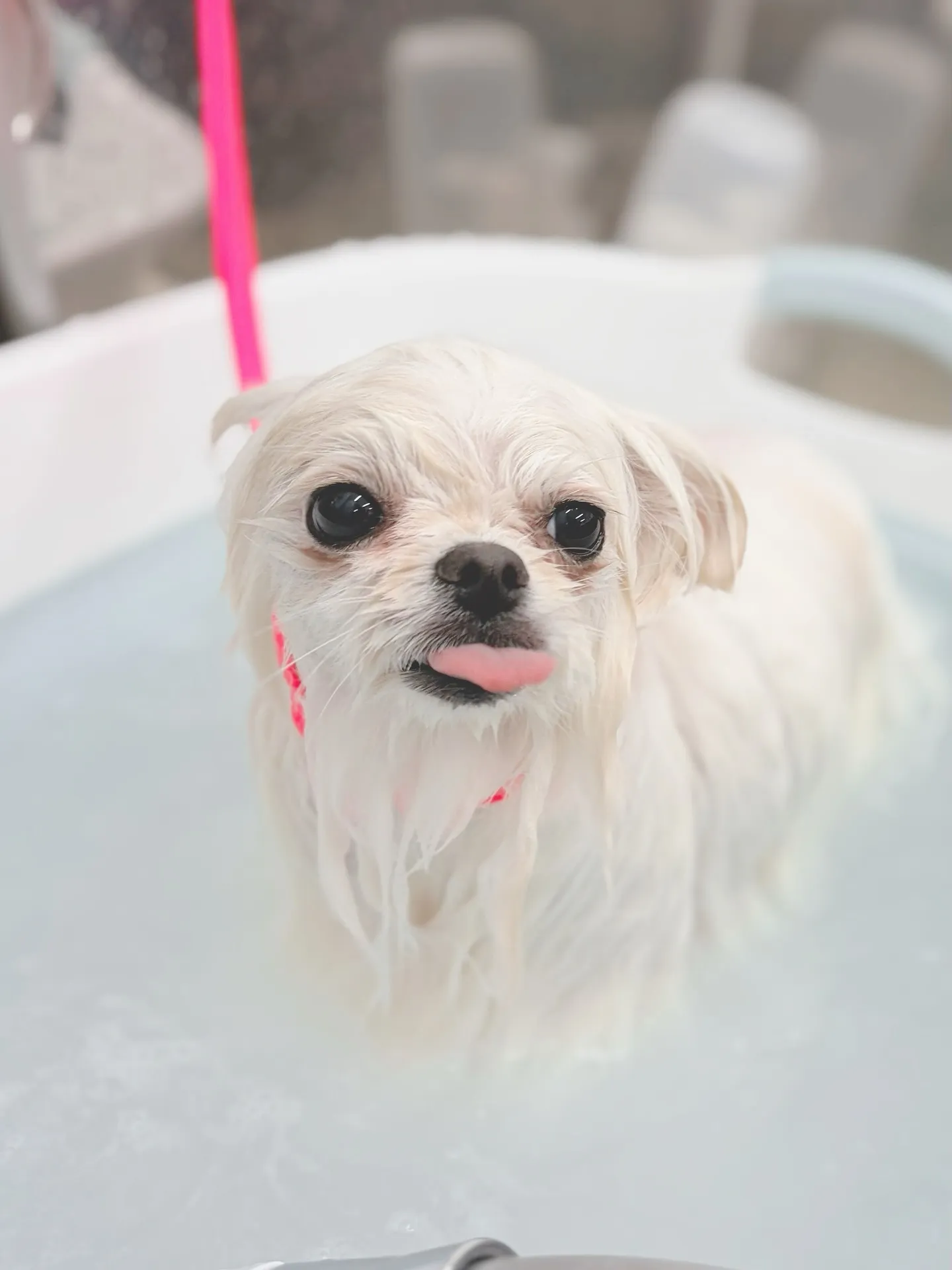 ୨୧ ∴トリミングサロン∴ ୨୧