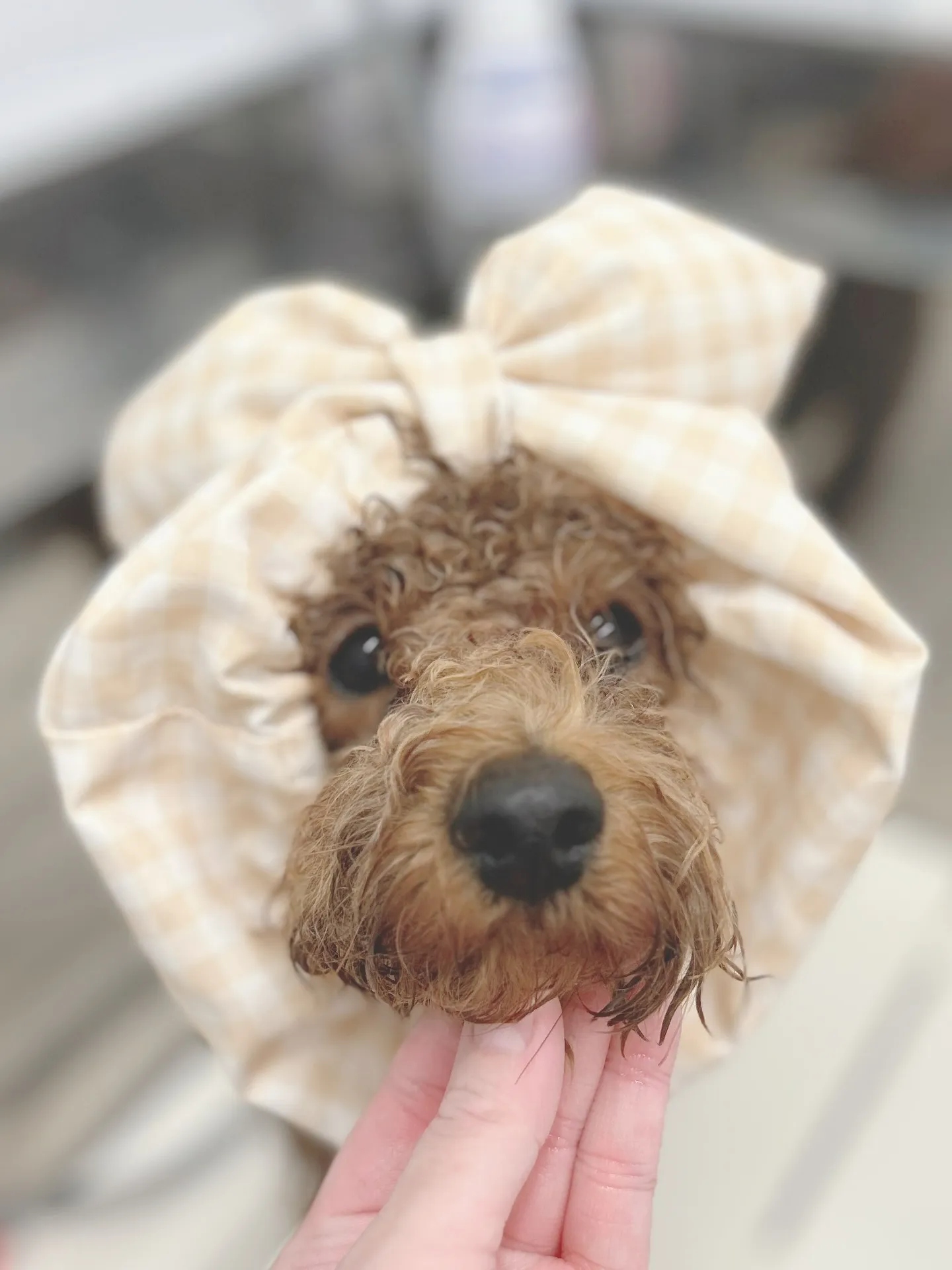 ୨୧ ∴トリミングサロン∴ ୨୧