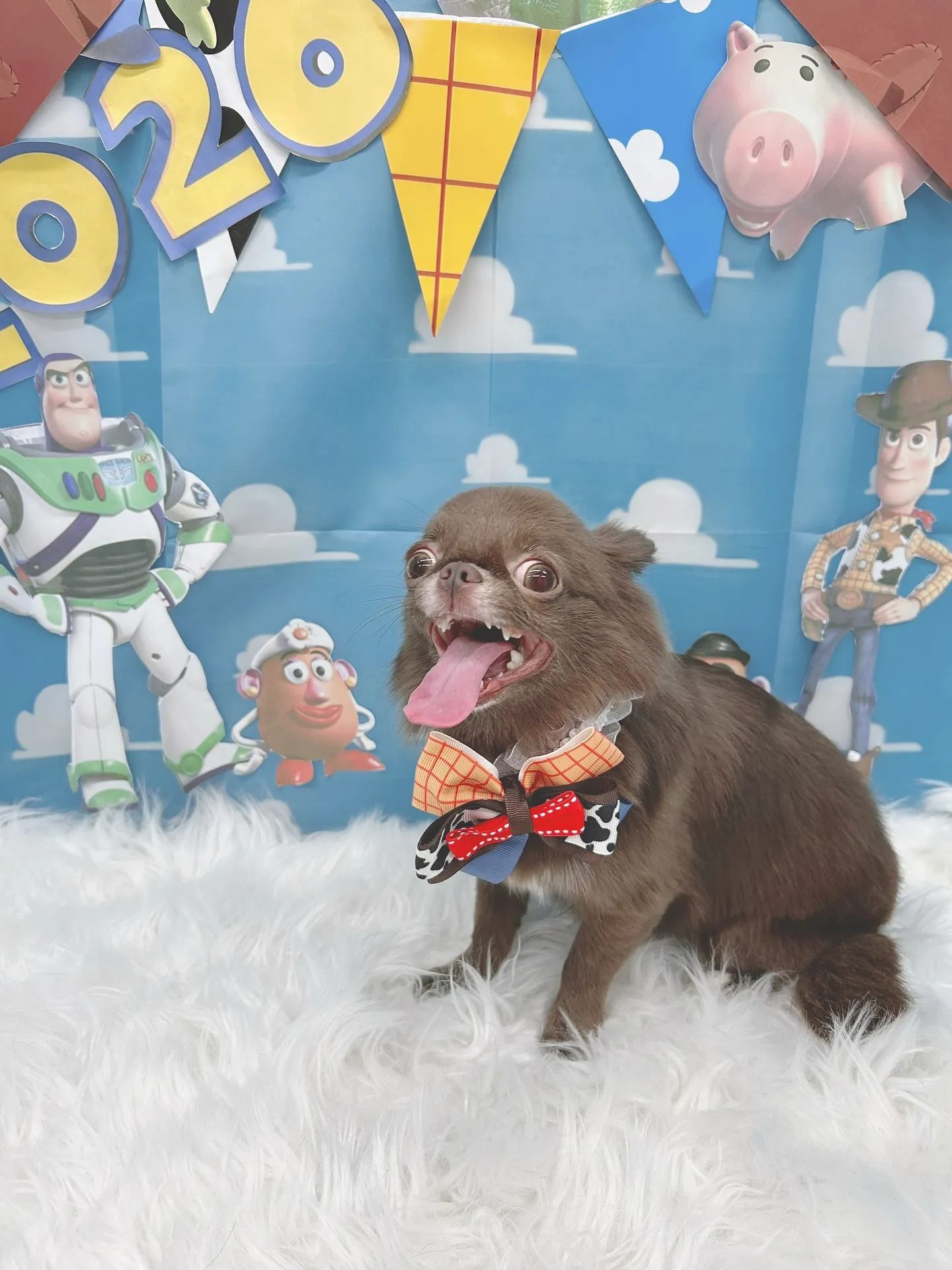 ୨୧ ∴トリミングサロン∴ ୨୧