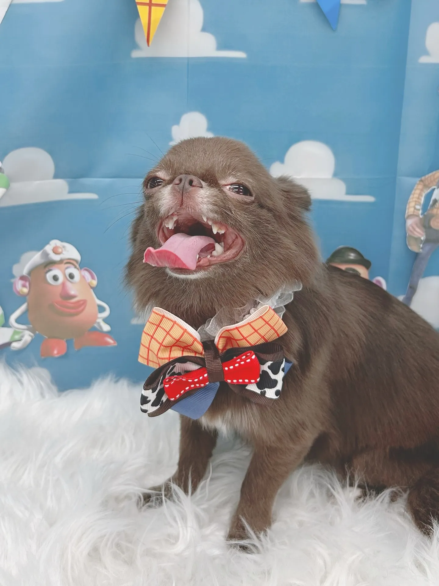 ୨୧ ∴トリミングサロン∴ ୨୧